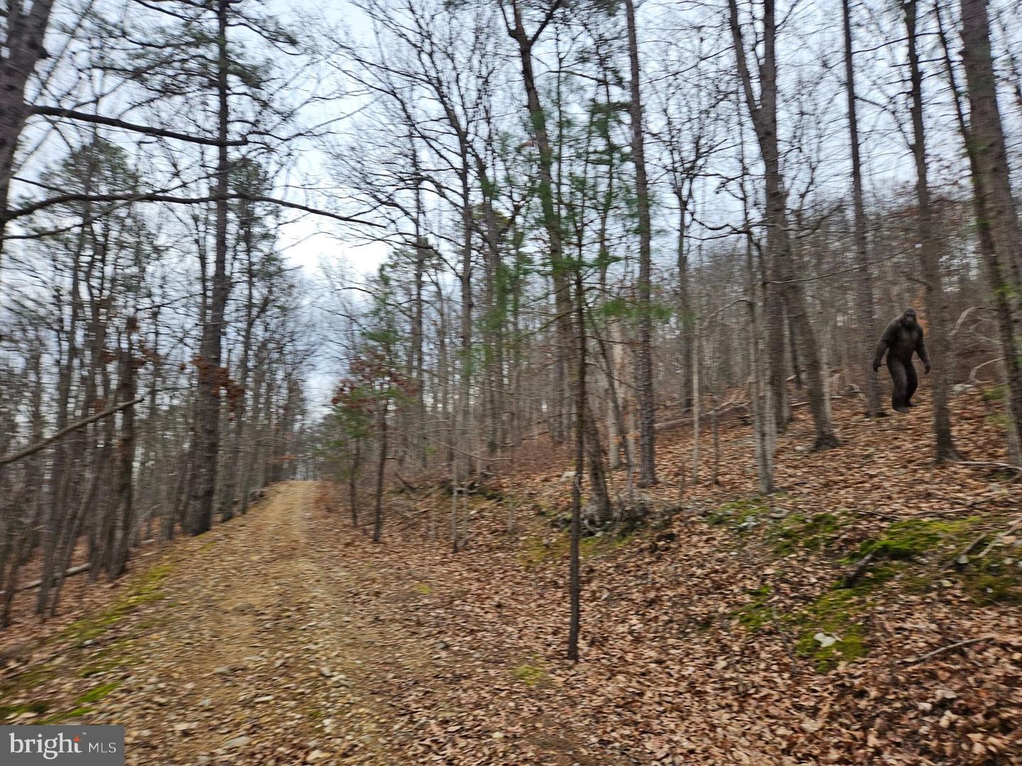 CHAPMAN LN, BOYCE, Virginia 22620, ,Land,For sale,CHAPMAN LN,VACL2006294 MLS # VACL2006294