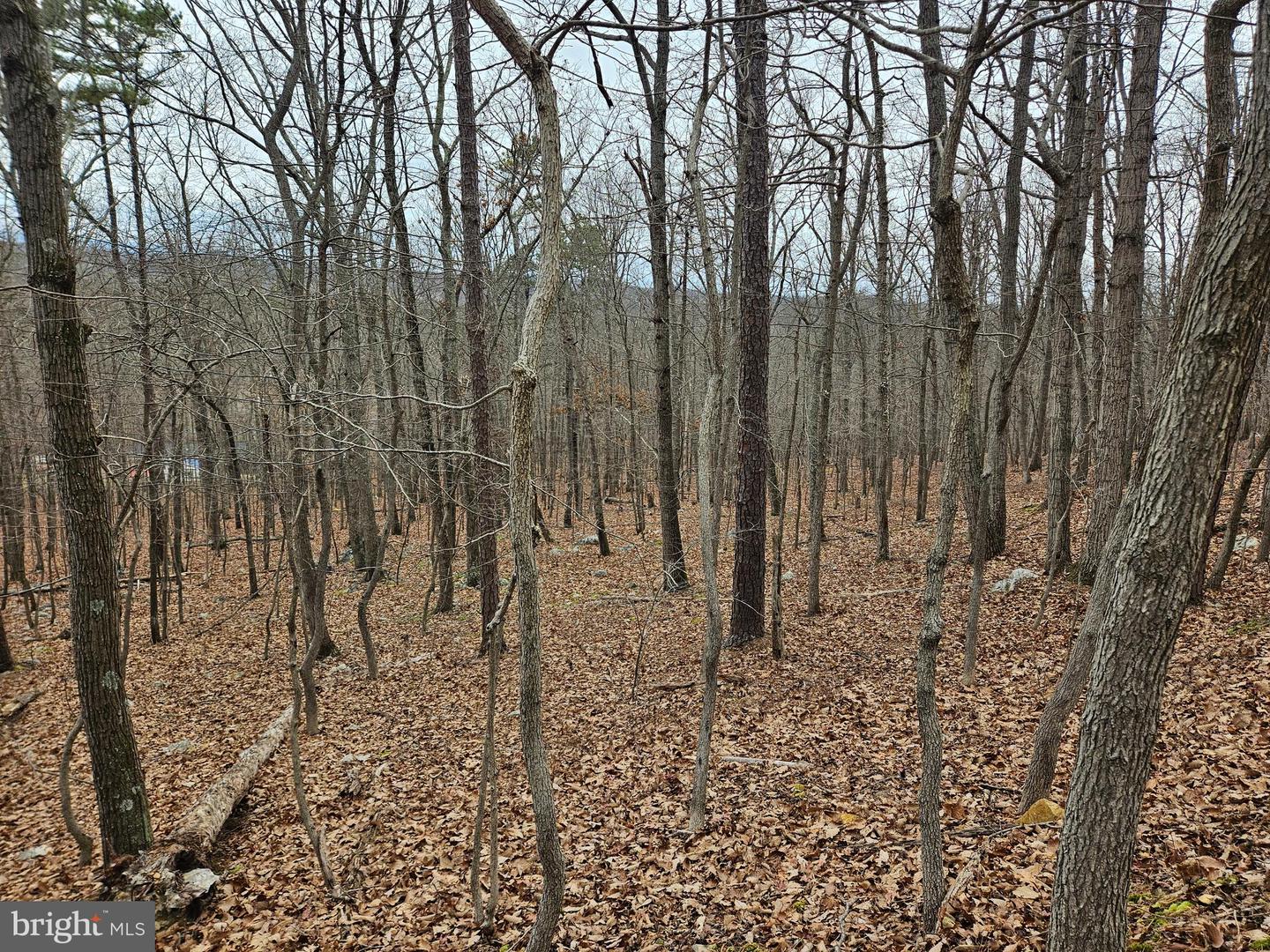 CHAPMAN LN, BOYCE, Virginia 22620, ,Land,For sale,CHAPMAN LN,VACL2006294 MLS # VACL2006294