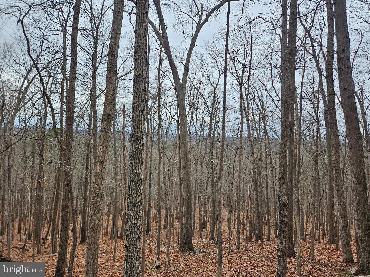 CHAPMAN LN, BOYCE, Virginia 22620, ,Land,For sale,CHAPMAN LN,VACL2006294 MLS # VACL2006294