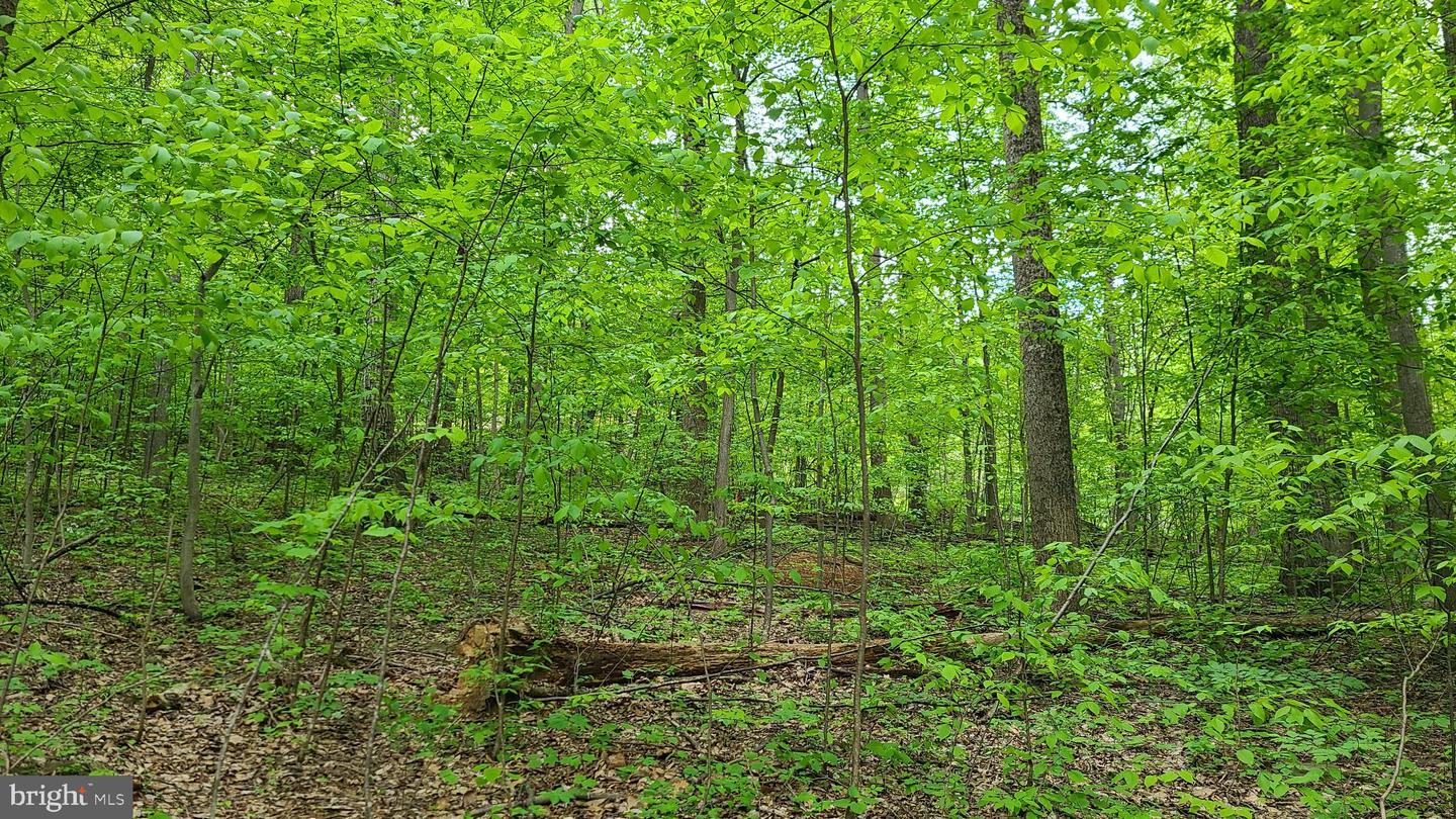 MOSBY SPRING LN, LINDEN, Virginia 22642, ,Land,For sale,MOSBY SPRING LN,VAWR2013118 MLS # VAWR2013118