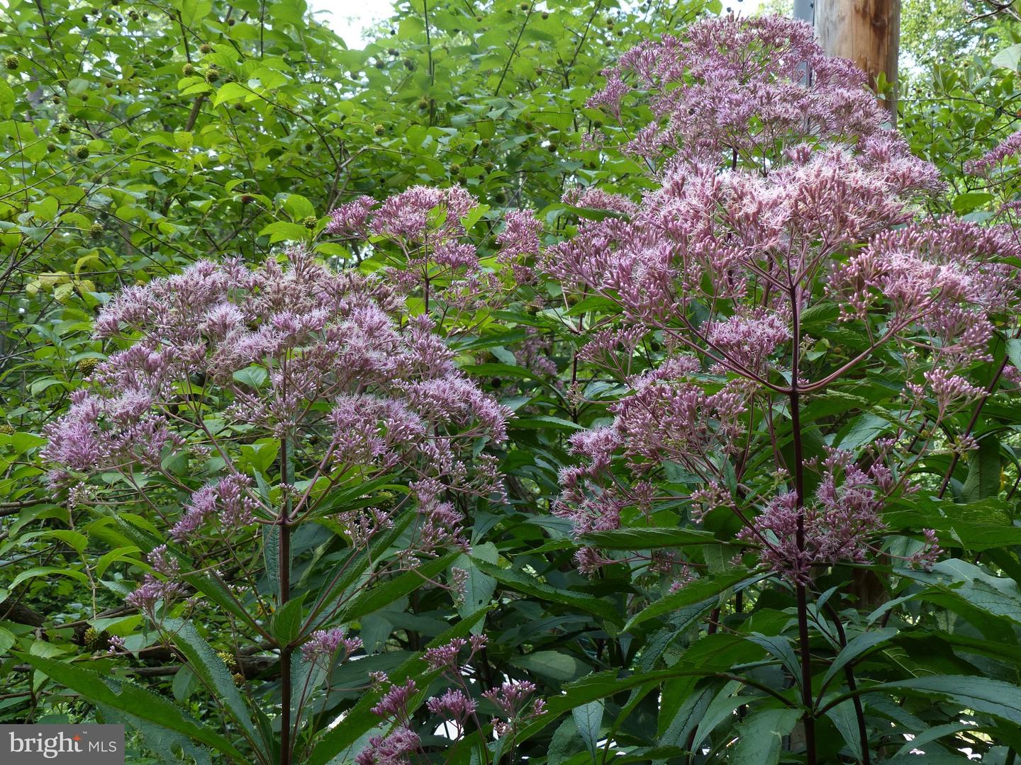 2205 PAUL SPRING RD, ALEXANDRIA, Virginia 22307, 3 Bedrooms Bedrooms, ,2 BathroomsBathrooms,Residential,For sale,2205 PAUL SPRING RD,VAFX2285402 MLS # VAFX2285402