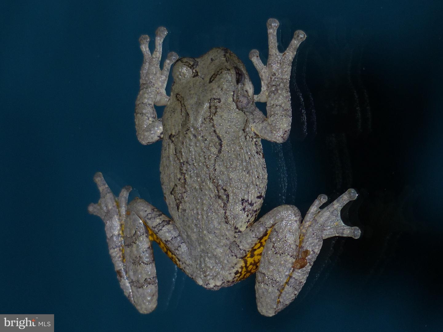 2205 PAUL SPRING RD, ALEXANDRIA, Virginia 22307, 3 Bedrooms Bedrooms, ,2 BathroomsBathrooms,Residential,For sale,2205 PAUL SPRING RD,VAFX2285402 MLS # VAFX2285402