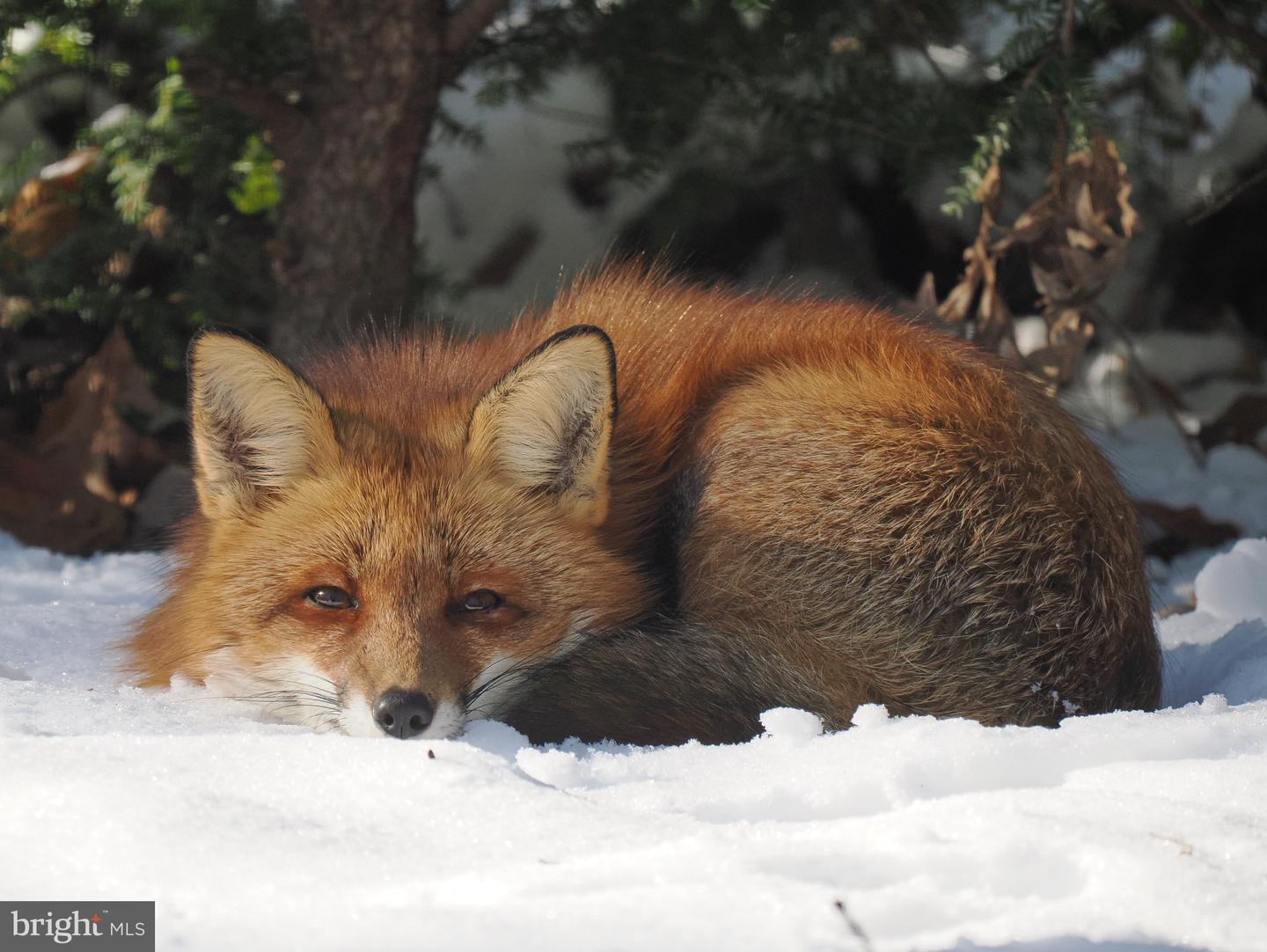 2205 PAUL SPRING RD, ALEXANDRIA, Virginia 22307, 3 Bedrooms Bedrooms, ,2 BathroomsBathrooms,Residential,For sale,2205 PAUL SPRING RD,VAFX2285402 MLS # VAFX2285402