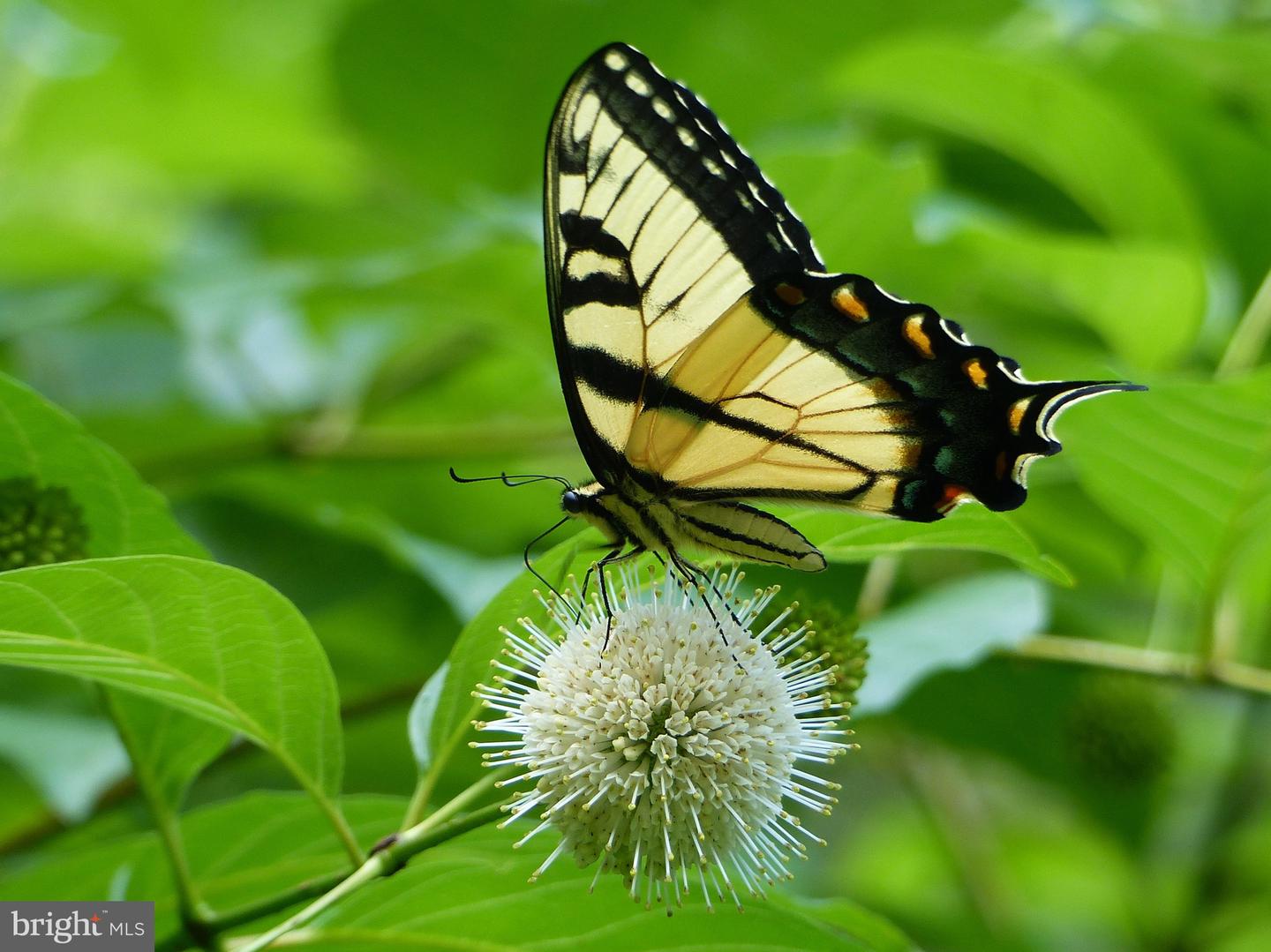 2205 PAUL SPRING RD, ALEXANDRIA, Virginia 22307, 3 Bedrooms Bedrooms, ,2 BathroomsBathrooms,Residential,For sale,2205 PAUL SPRING RD,VAFX2285402 MLS # VAFX2285402