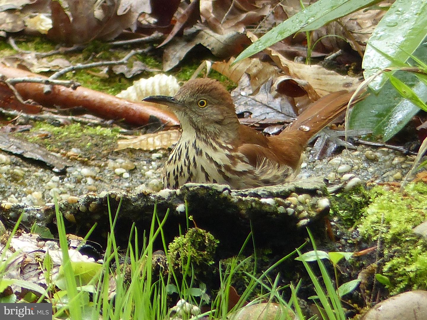 2205 PAUL SPRING RD, ALEXANDRIA, Virginia 22307, 3 Bedrooms Bedrooms, ,2 BathroomsBathrooms,Residential,For sale,2205 PAUL SPRING RD,VAFX2285402 MLS # VAFX2285402