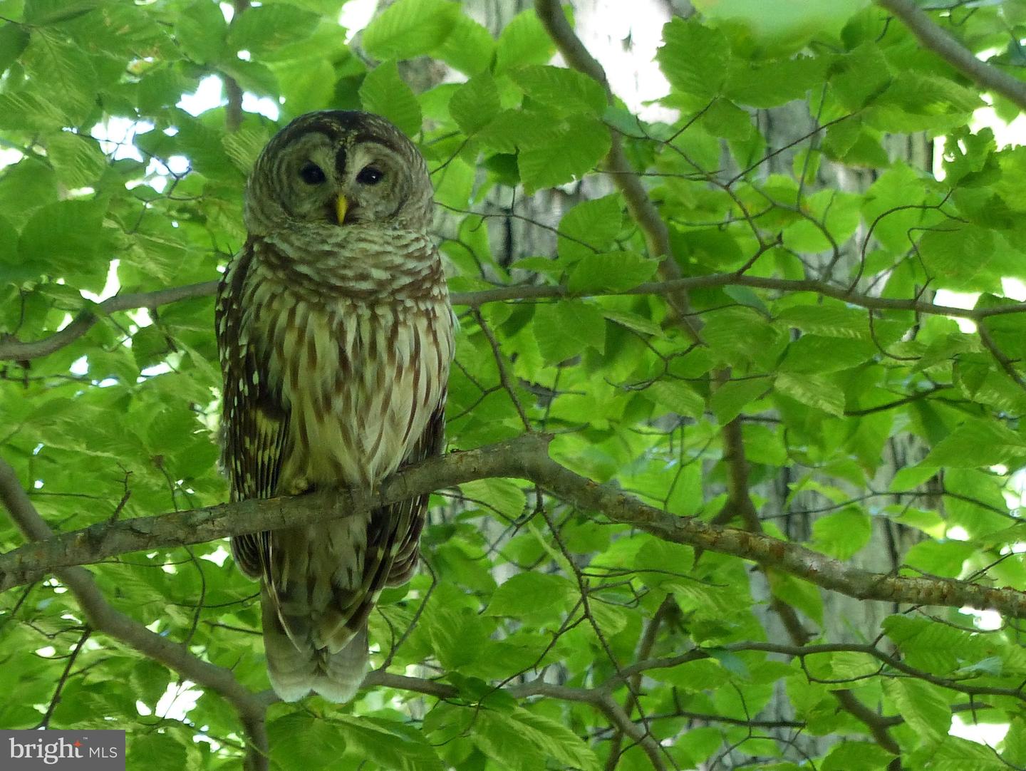 2205 PAUL SPRING RD, ALEXANDRIA, Virginia 22307, 3 Bedrooms Bedrooms, ,2 BathroomsBathrooms,Residential,For sale,2205 PAUL SPRING RD,VAFX2285402 MLS # VAFX2285402