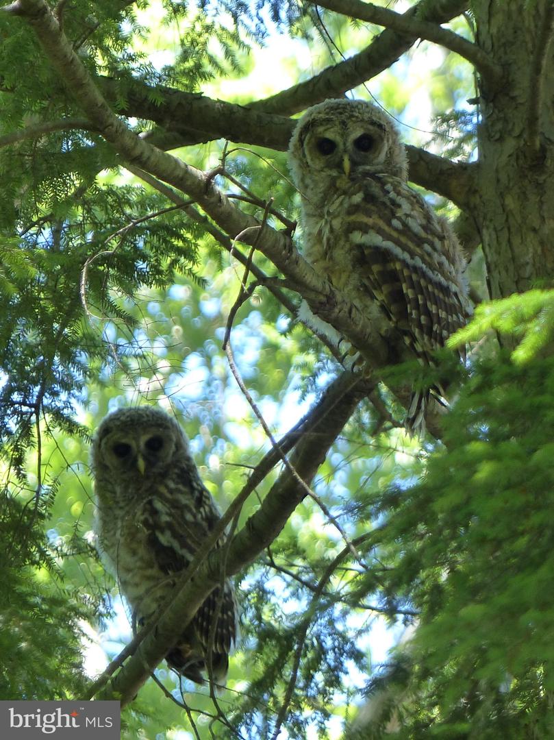 2205 PAUL SPRING RD, ALEXANDRIA, Virginia 22307, 3 Bedrooms Bedrooms, ,2 BathroomsBathrooms,Residential,For sale,2205 PAUL SPRING RD,VAFX2285402 MLS # VAFX2285402