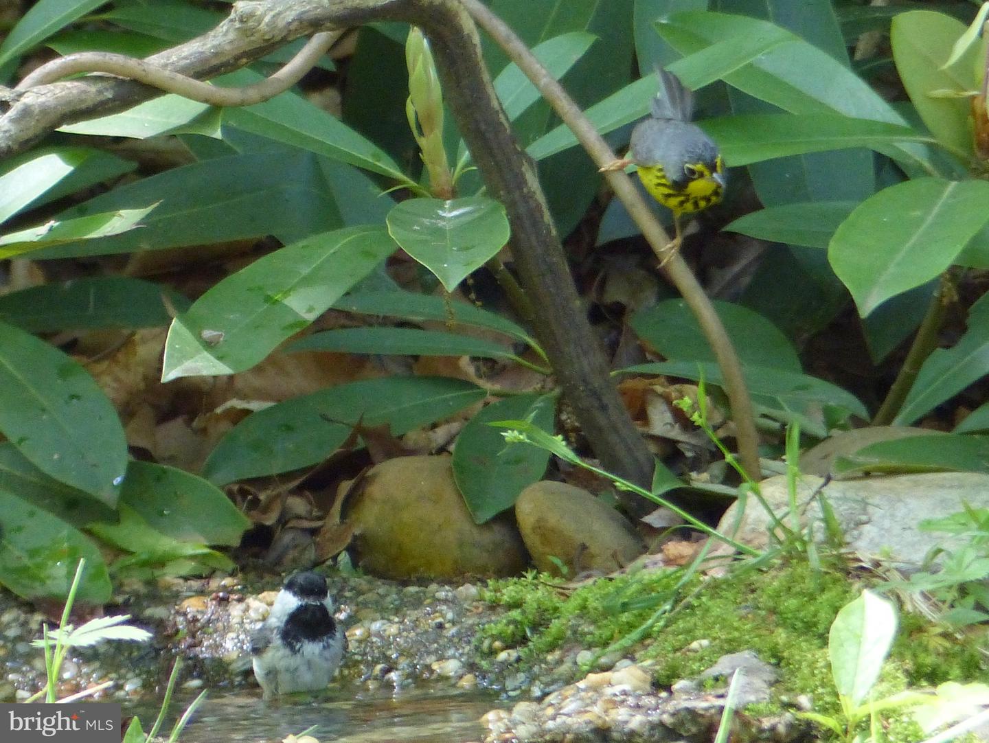 2205 PAUL SPRING RD, ALEXANDRIA, Virginia 22307, 3 Bedrooms Bedrooms, ,2 BathroomsBathrooms,Residential,For sale,2205 PAUL SPRING RD,VAFX2285402 MLS # VAFX2285402