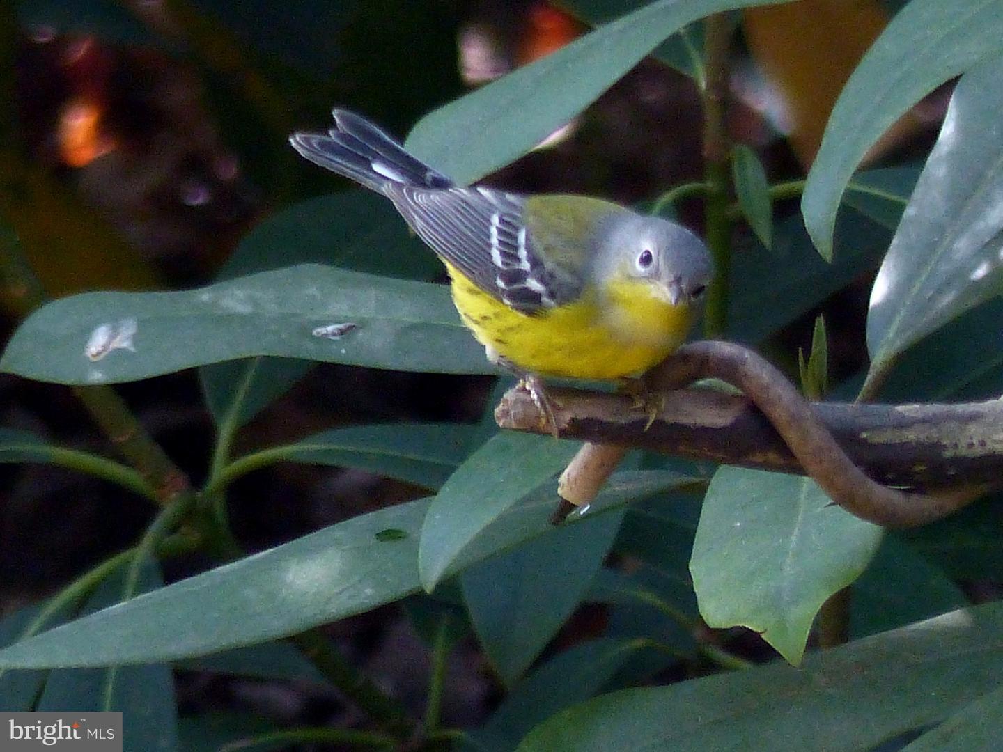 2205 PAUL SPRING RD, ALEXANDRIA, Virginia 22307, 3 Bedrooms Bedrooms, ,2 BathroomsBathrooms,Residential,For sale,2205 PAUL SPRING RD,VAFX2285402 MLS # VAFX2285402