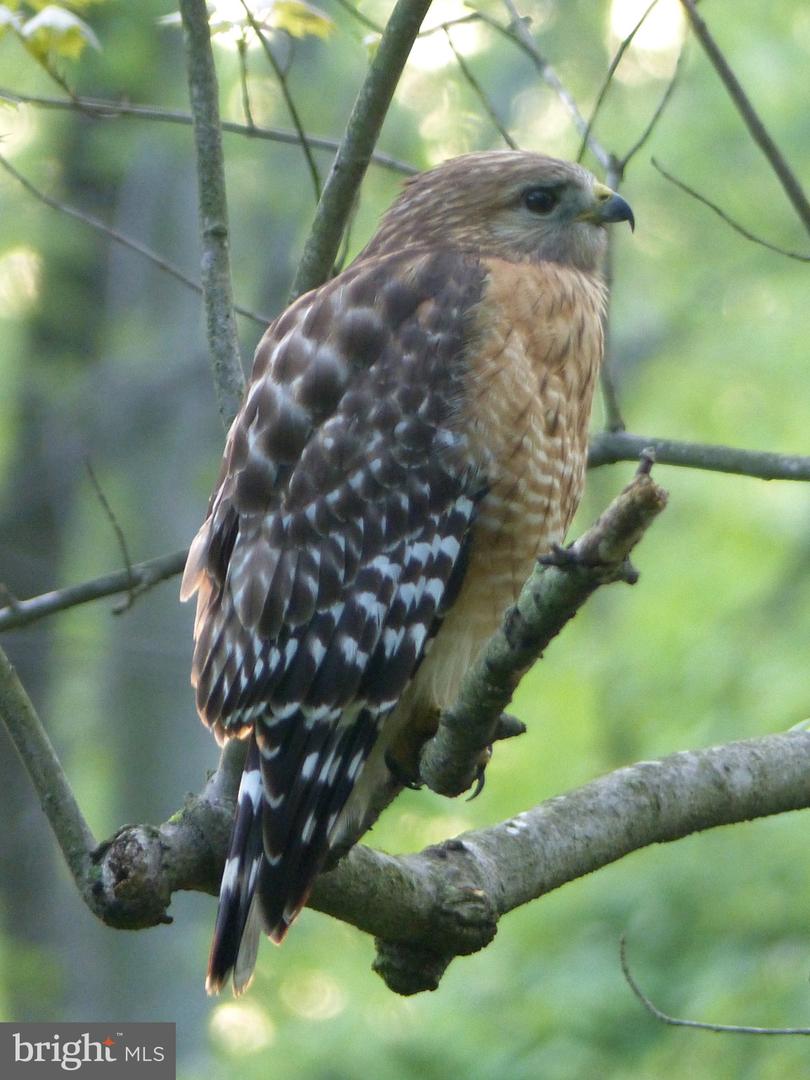 2205 PAUL SPRING RD, ALEXANDRIA, Virginia 22307, 3 Bedrooms Bedrooms, ,2 BathroomsBathrooms,Residential,For sale,2205 PAUL SPRING RD,VAFX2285402 MLS # VAFX2285402