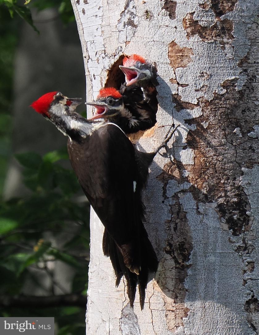 2205 PAUL SPRING RD, ALEXANDRIA, Virginia 22307, 3 Bedrooms Bedrooms, ,2 BathroomsBathrooms,Residential,For sale,2205 PAUL SPRING RD,VAFX2285402 MLS # VAFX2285402