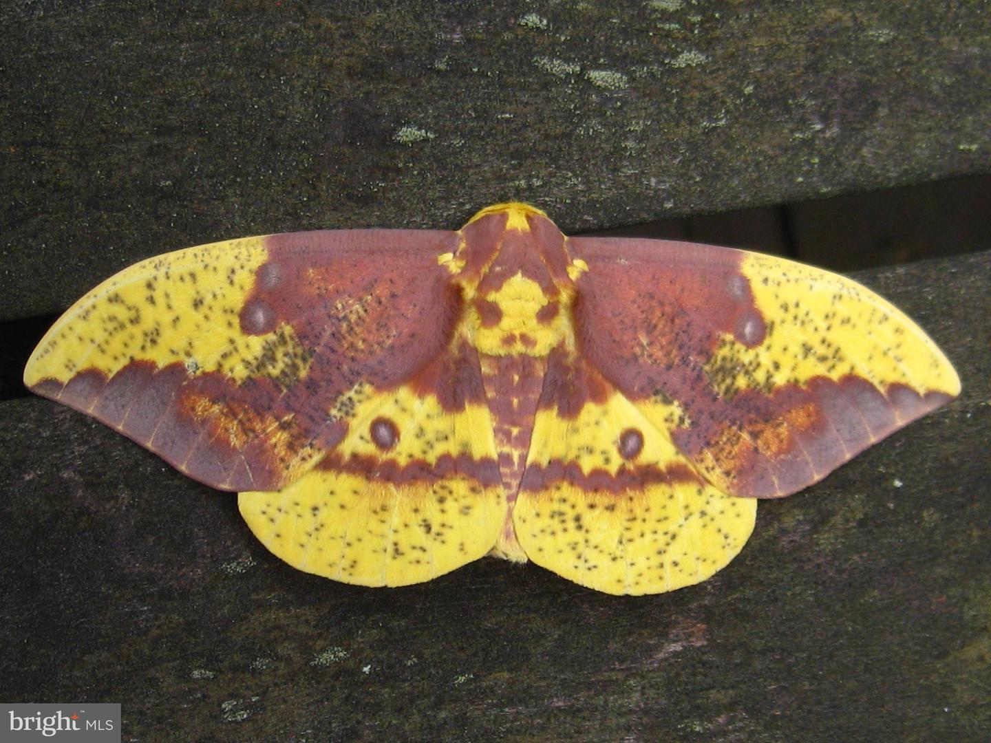 2205 PAUL SPRING RD, ALEXANDRIA, Virginia 22307, 3 Bedrooms Bedrooms, ,2 BathroomsBathrooms,Residential,For sale,2205 PAUL SPRING RD,VAFX2285402 MLS # VAFX2285402