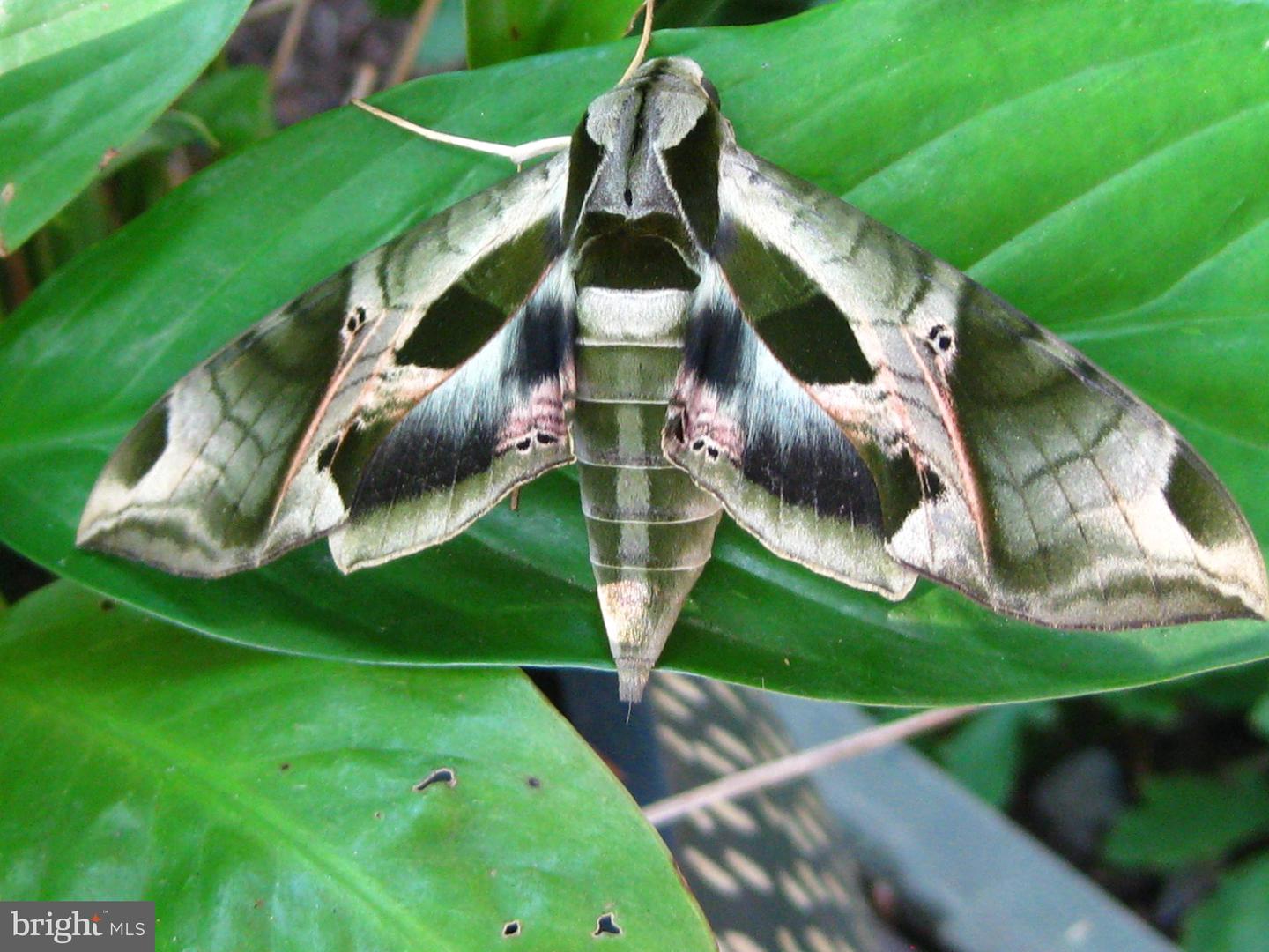 2205 PAUL SPRING RD, ALEXANDRIA, Virginia 22307, 3 Bedrooms Bedrooms, ,2 BathroomsBathrooms,Residential,For sale,2205 PAUL SPRING RD,VAFX2285402 MLS # VAFX2285402