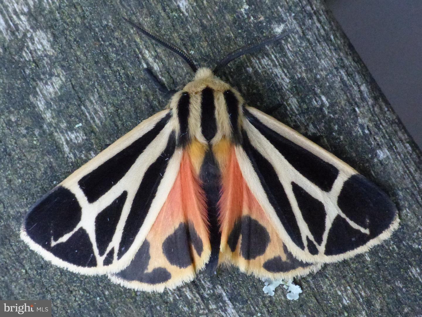 2205 PAUL SPRING RD, ALEXANDRIA, Virginia 22307, 3 Bedrooms Bedrooms, ,2 BathroomsBathrooms,Residential,For sale,2205 PAUL SPRING RD,VAFX2285402 MLS # VAFX2285402