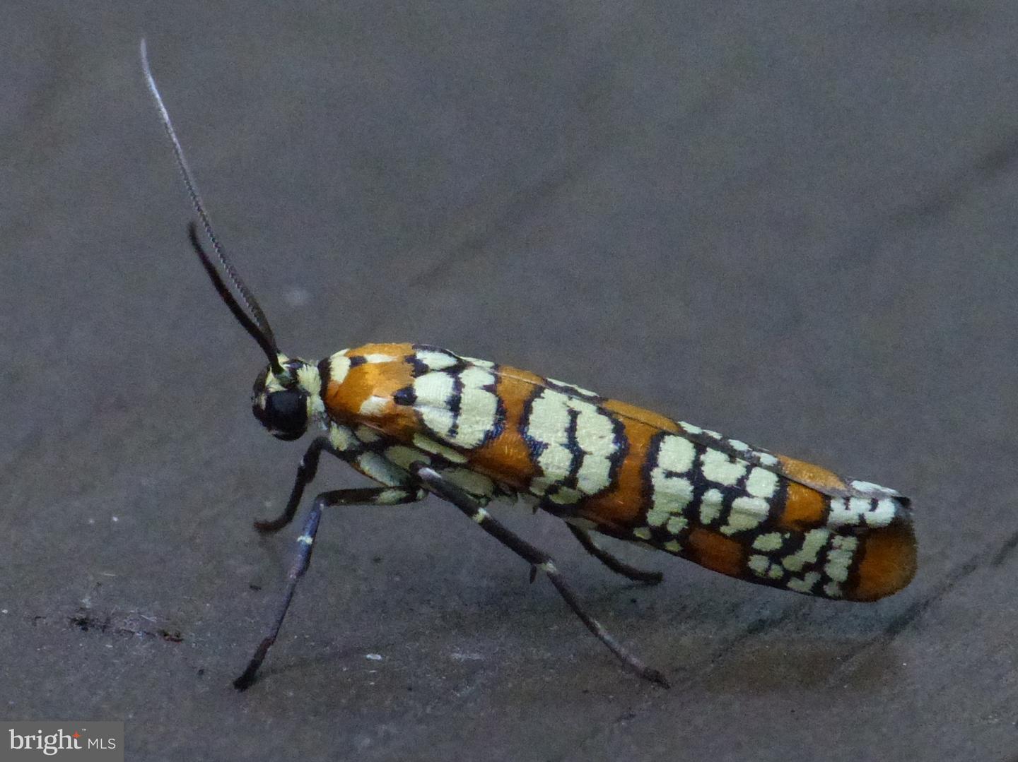 2205 PAUL SPRING RD, ALEXANDRIA, Virginia 22307, 3 Bedrooms Bedrooms, ,2 BathroomsBathrooms,Residential,For sale,2205 PAUL SPRING RD,VAFX2285402 MLS # VAFX2285402