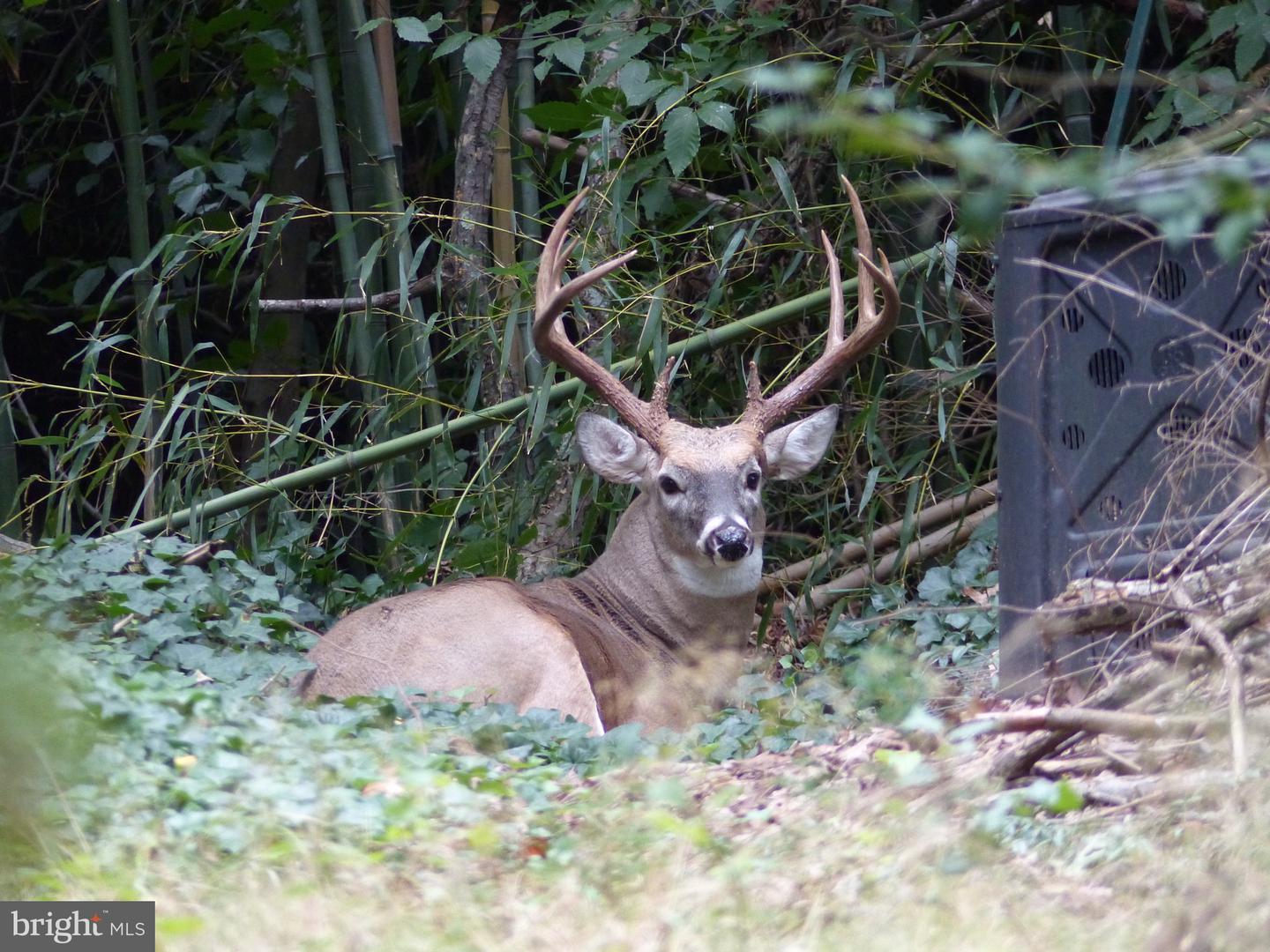 2205 PAUL SPRING RD, ALEXANDRIA, Virginia 22307, 3 Bedrooms Bedrooms, ,2 BathroomsBathrooms,Residential,For sale,2205 PAUL SPRING RD,VAFX2285402 MLS # VAFX2285402