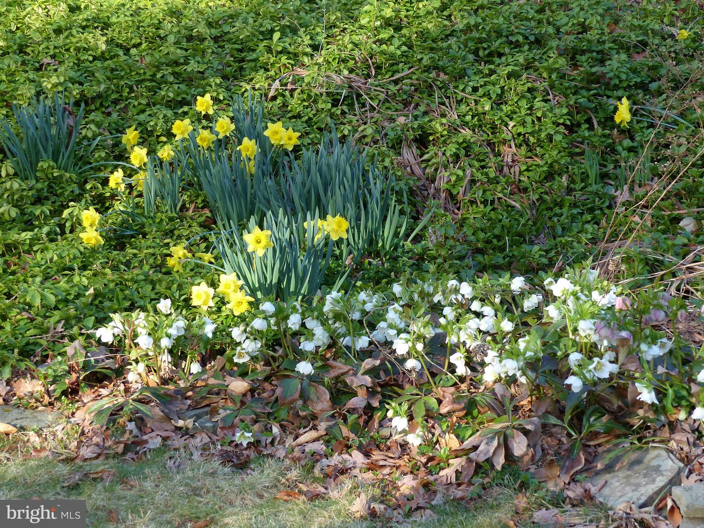 2205 PAUL SPRING RD, ALEXANDRIA, Virginia 22307, 3 Bedrooms Bedrooms, ,2 BathroomsBathrooms,Residential,For sale,2205 PAUL SPRING RD,VAFX2285402 MLS # VAFX2285402