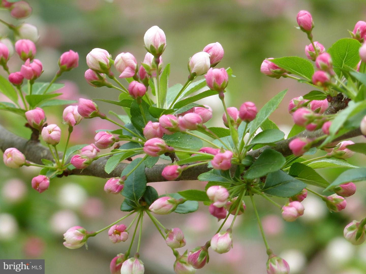 2205 PAUL SPRING RD, ALEXANDRIA, Virginia 22307, 3 Bedrooms Bedrooms, ,2 BathroomsBathrooms,Residential,For sale,2205 PAUL SPRING RD,VAFX2285402 MLS # VAFX2285402