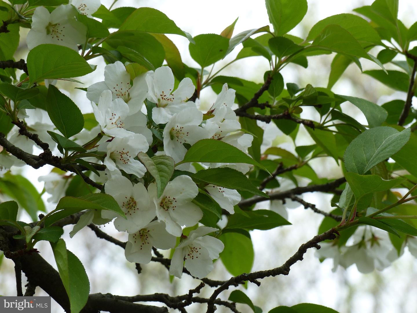 2205 PAUL SPRING RD, ALEXANDRIA, Virginia 22307, 3 Bedrooms Bedrooms, ,2 BathroomsBathrooms,Residential,For sale,2205 PAUL SPRING RD,VAFX2285402 MLS # VAFX2285402