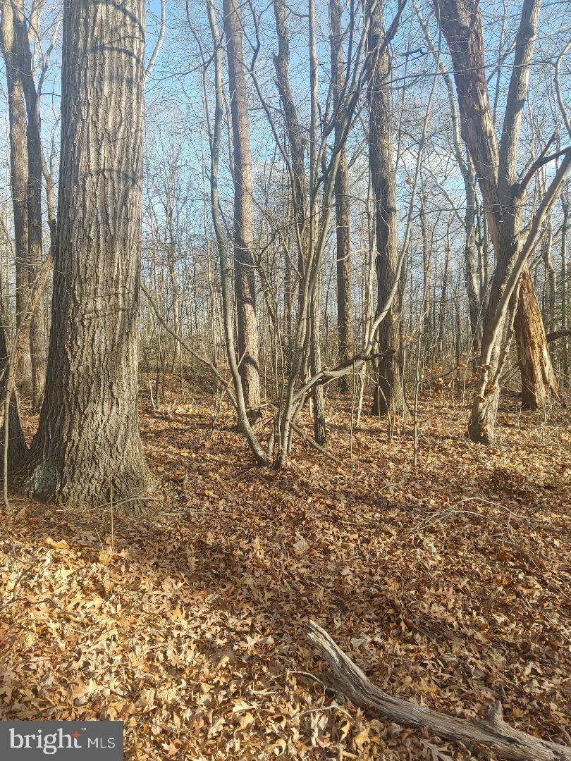 LOT 2 RIXEYVILLE RD. RTE 229, ADJ TO LOT 1, CULPEPER, Virginia 22701, ,Land,For sale,LOT 2 RIXEYVILLE RD. RTE 229, ADJ TO LOT 1,VACU2012428 MLS # VACU2012428