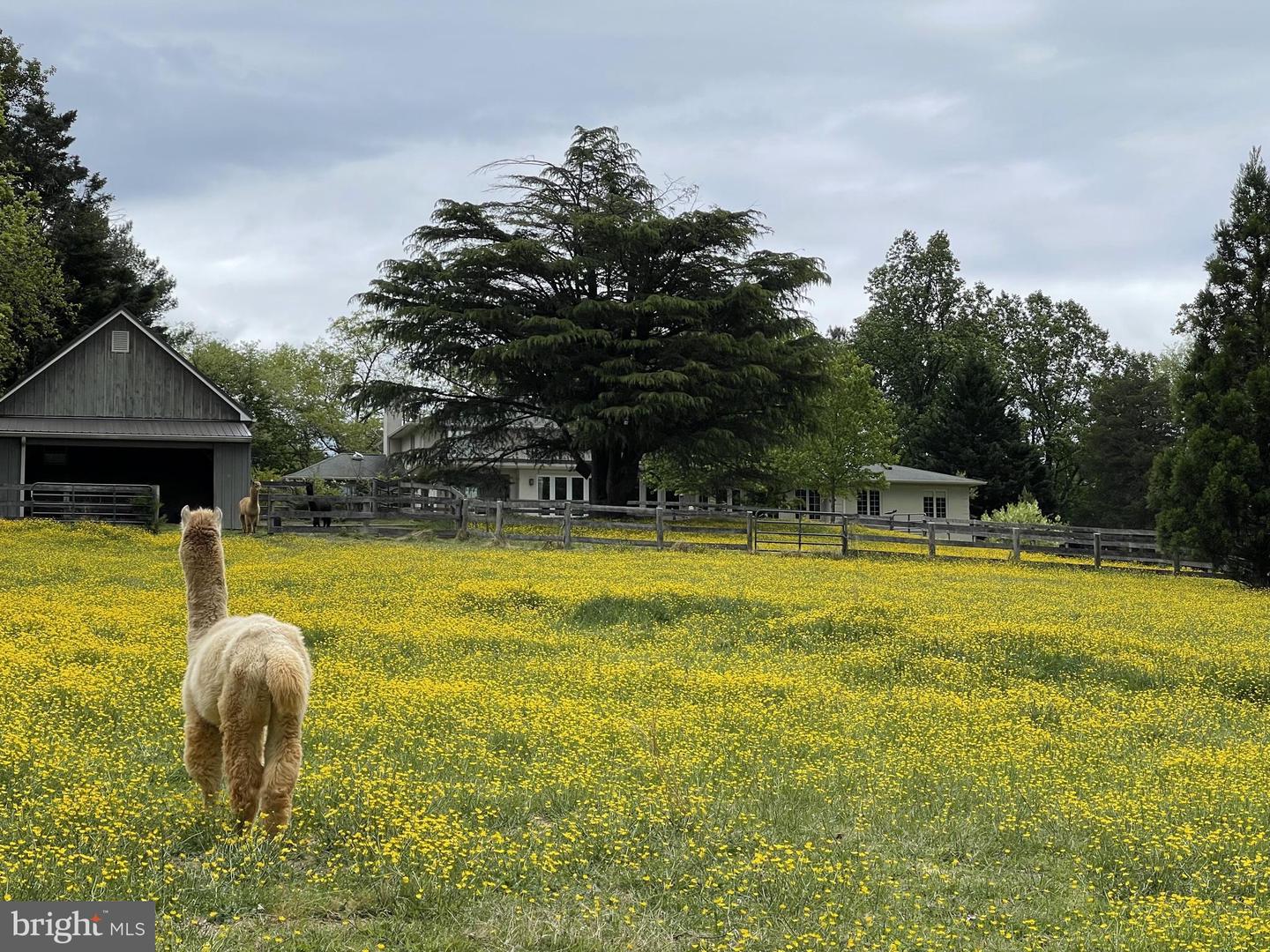 440 MONTPELIER RD, GREAT FALLS, Virginia 22066, 5 Bedrooms Bedrooms, ,4 BathroomsBathrooms,Residential,For sale,440 MONTPELIER RD,VAFX2281484 MLS # VAFX2281484