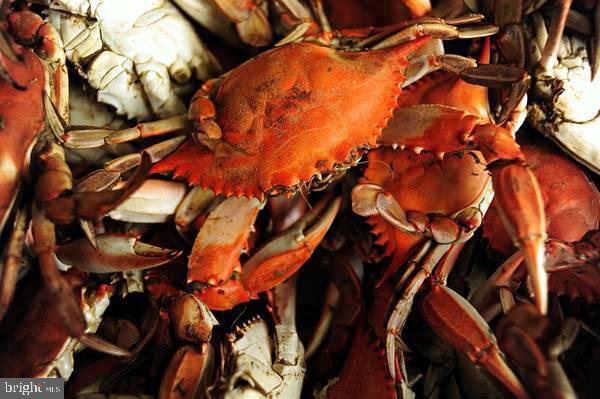 1077 N INDEPENDENCE DR, MONTROSS, Virginia 22520, 3 Bedrooms Bedrooms, 5 Rooms Rooms,2 BathroomsBathrooms,Residential,For sale,1077 N INDEPENDENCE DR,VAWE2010350 MLS # VAWE2010350