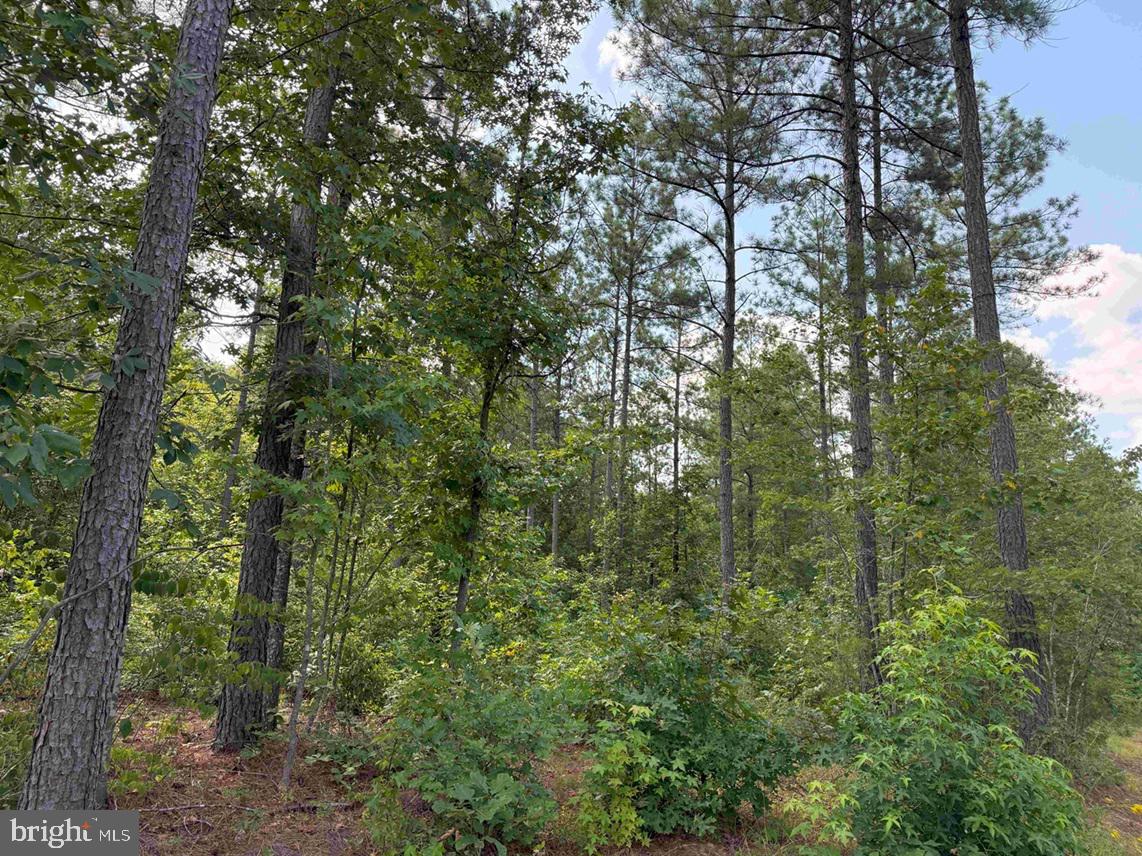 HOLLAND ROAD (TRACT: JR BEDFORD-BOWLES_SIMS-1), COLUMBIA, Virginia 23038, ,Farm,For sale,HOLLAND ROAD (TRACT: JR BEDFORD-BOWLES_SIMS-1),VAFN2000516 MLS # VAFN2000516