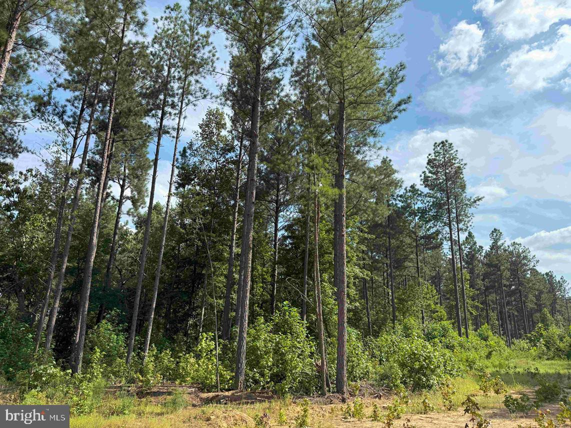 HOLLAND ROAD (TRACT: JR BEDFORD-BOWLES_SIMS-1), COLUMBIA, Virginia 23038, ,Farm,For sale,HOLLAND ROAD (TRACT: JR BEDFORD-BOWLES_SIMS-1),VAFN2000516 MLS # VAFN2000516