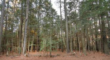 LOT 827 CASTAWAY DR, GREENBACKVILLE, Virginia 23356, ,Land,For sale,LOT 827 CASTAWAY DR,VAAC2002538 MLS # VAAC2002538