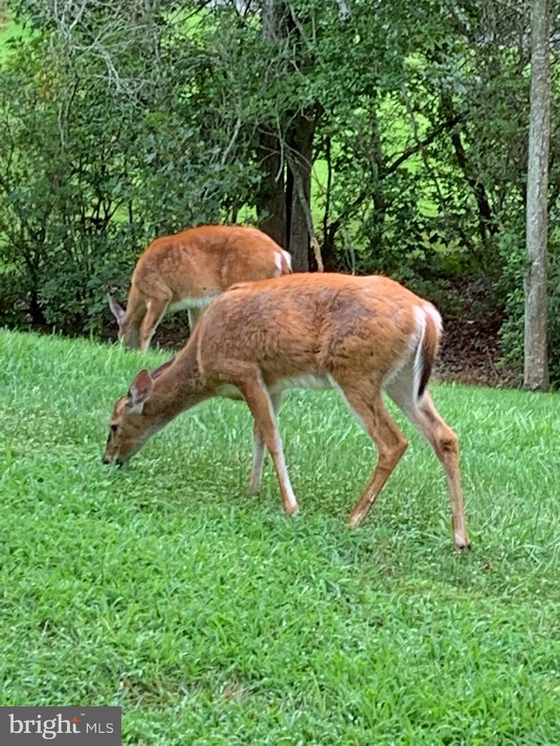 62 BROOKE CREST LN, STAFFORD, Virginia 22554, 5 Bedrooms Bedrooms, ,4 BathroomsBathrooms,Residential,For sale,62 BROOKE CREST LN,VAST2045228 MLS # VAST2045228