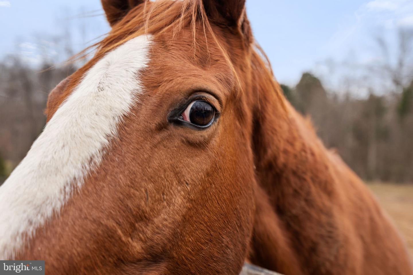 10211 LAUREL RDG, CULPEPER, Virginia 22701, 3 Bedrooms Bedrooms, ,2 BathroomsBathrooms,Residential,For sale,10211 LAUREL RDG,VACU2012442 MLS # VACU2012442