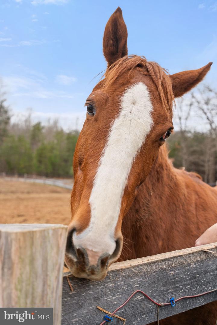 10211 LAUREL RDG, CULPEPER, Virginia 22701, 3 Bedrooms Bedrooms, ,2 BathroomsBathrooms,Residential,For sale,10211 LAUREL RDG,VACU2012442 MLS # VACU2012442