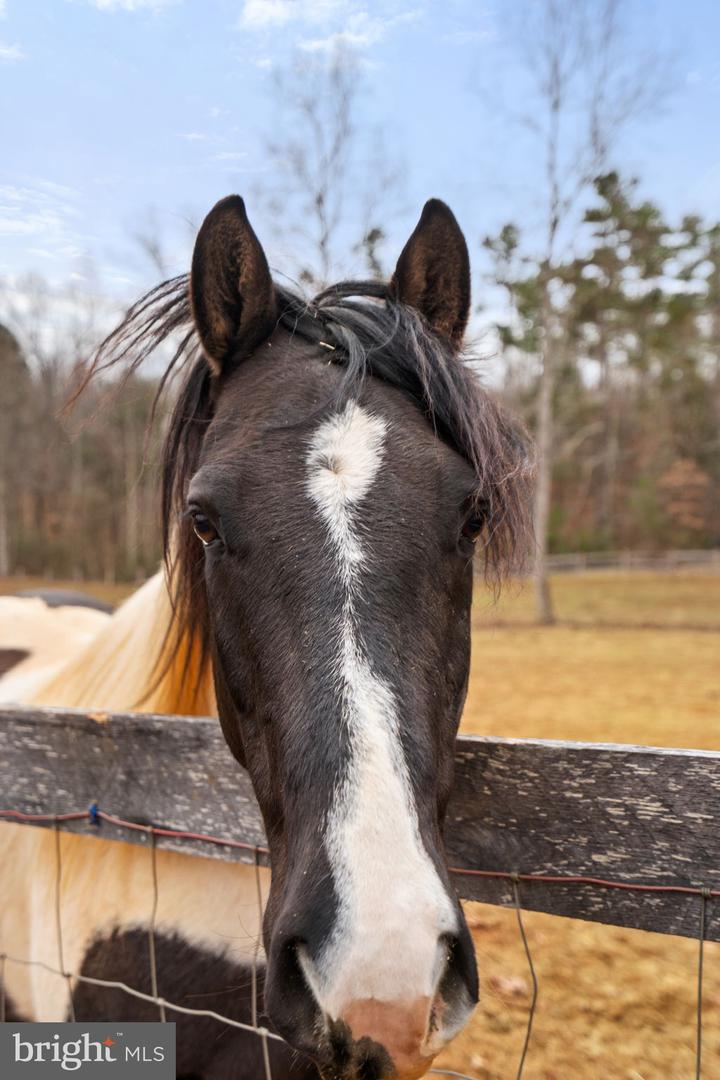 10211 LAUREL RDG, CULPEPER, Virginia 22701, 3 Bedrooms Bedrooms, ,2 BathroomsBathrooms,Residential,For sale,10211 LAUREL RDG,VACU2012442 MLS # VACU2012442
