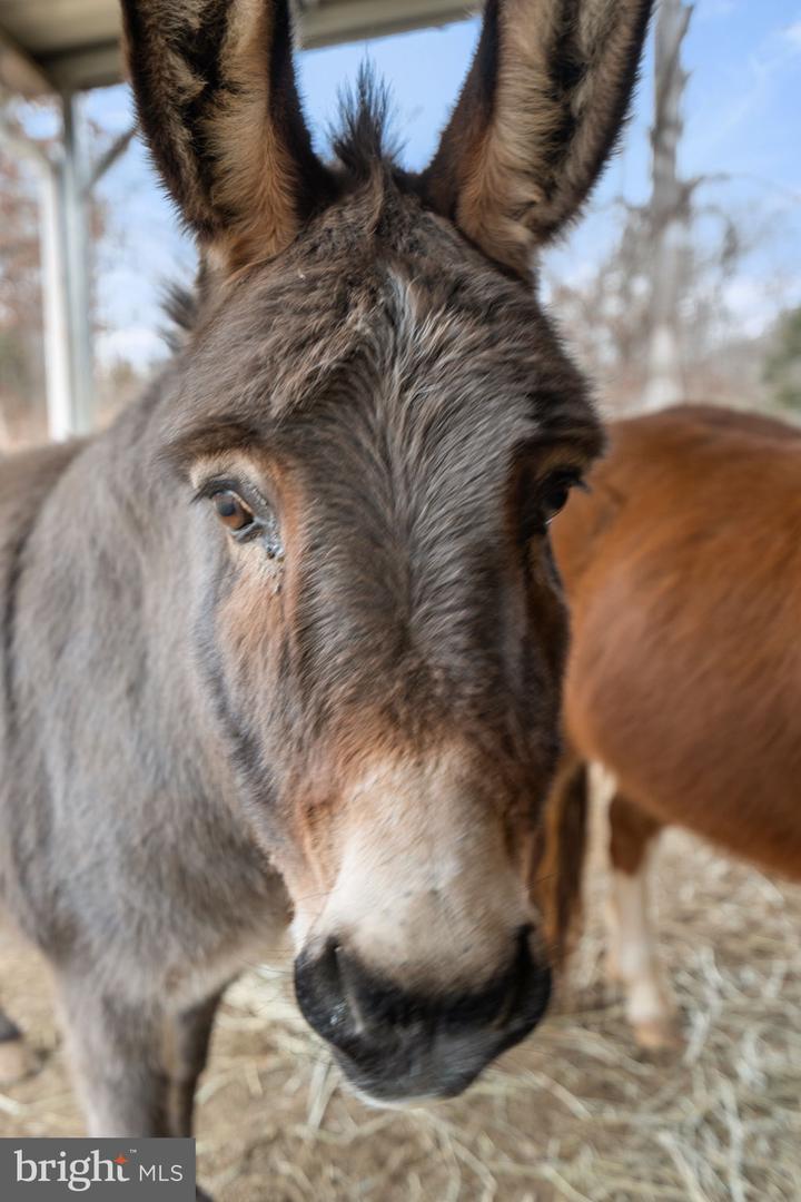 10211 LAUREL RDG, CULPEPER, Virginia 22701, 3 Bedrooms Bedrooms, ,2 BathroomsBathrooms,Residential,For sale,10211 LAUREL RDG,VACU2012442 MLS # VACU2012442