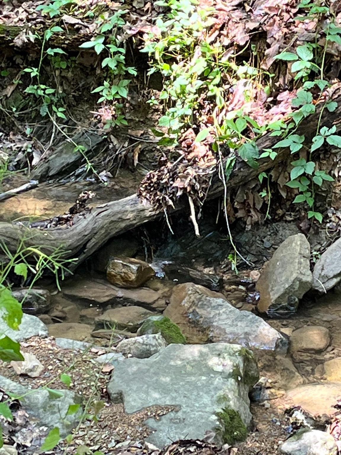 12 GALLOWAY SPRING LN, SHENANDOAH, Virginia 22849, ,Land,12 GALLOWAY SPRING LN,672581 MLS # 672581 12 GALLOWAY SPRING LN, SHENANDOAH, Virginia 22849, ,Land,12 GALLOWAY SPRING LN,672581 MLS # 672581