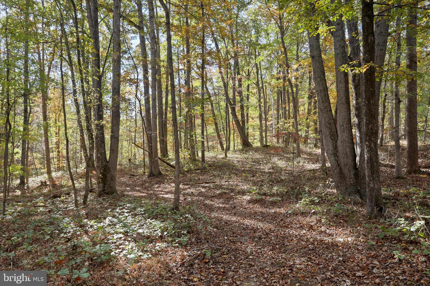 96 CASTLE MOUNTAIN RD, CASTLETON, Virginia 22716, 4 Bedrooms Bedrooms, ,3 BathroomsBathrooms,Residential,For sale,96 CASTLE MOUNTAIN RD,VARP2002460 MLS # VARP2002460