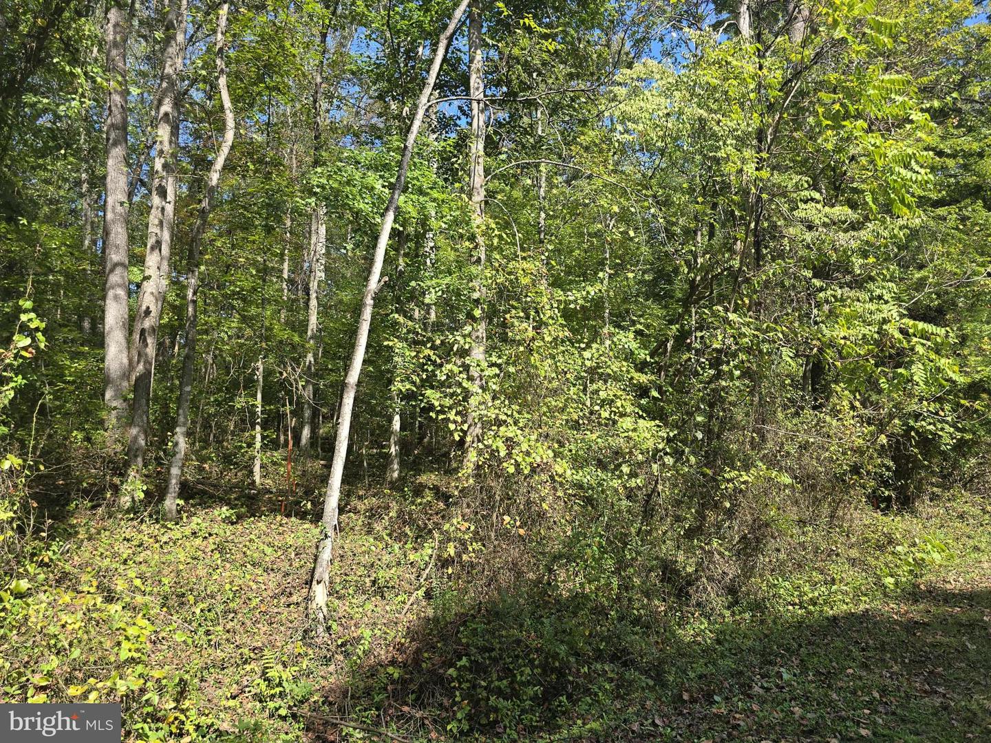 POORHOUSE RD, MADISON, Virginia 22727, ,Land,For sale,POORHOUSE RD,VAMA2002480 MLS # VAMA2002480