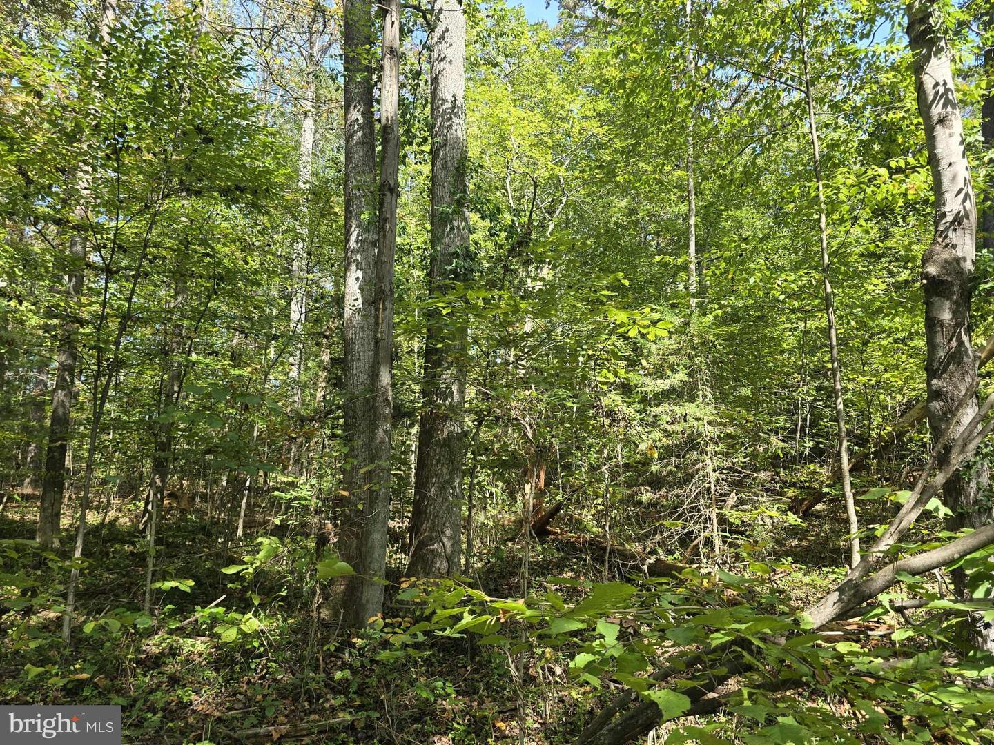 POORHOUSE RD, MADISON, Virginia 22727, ,Land,For sale,POORHOUSE RD,VAMA2002480 MLS # VAMA2002480