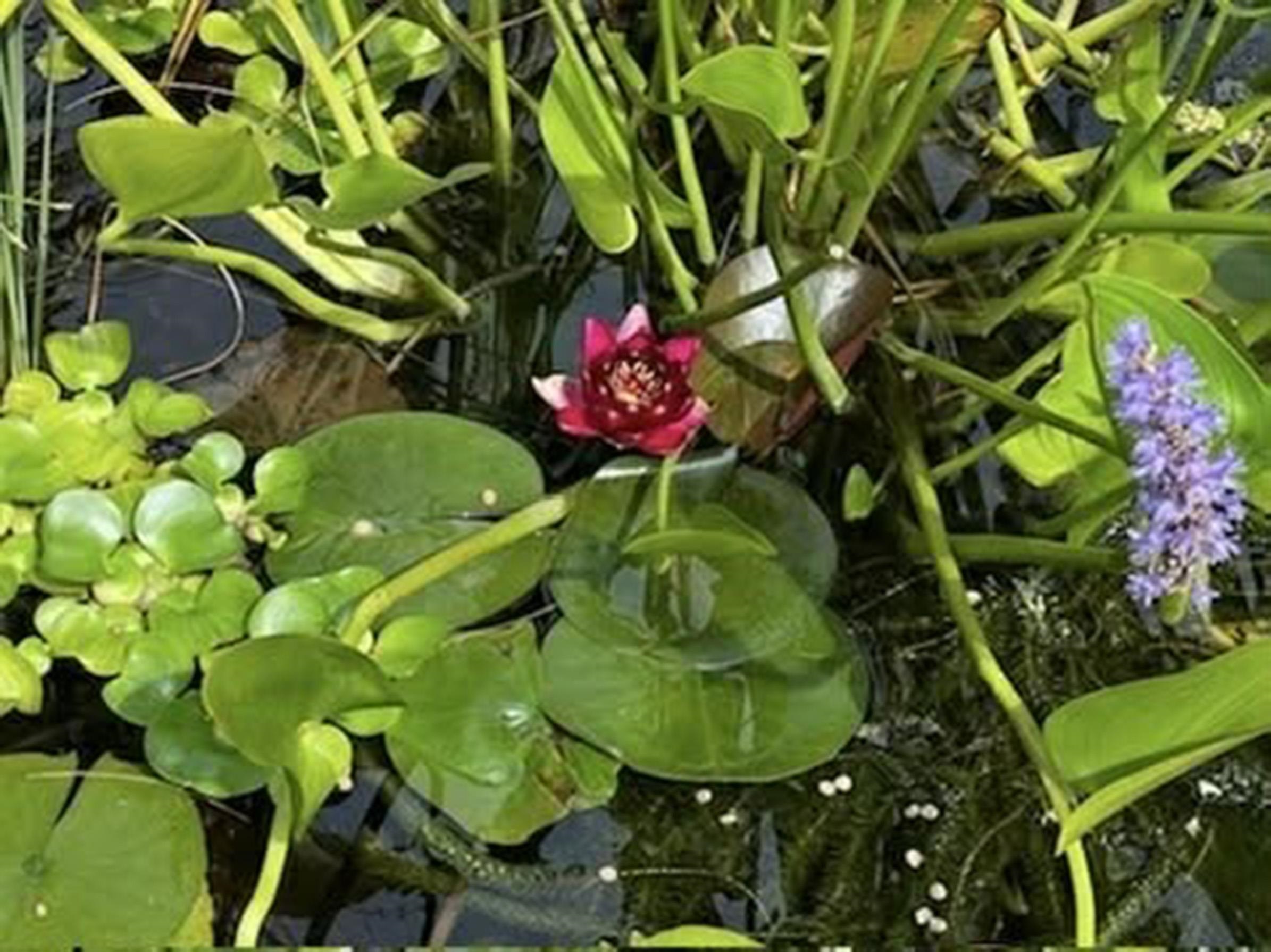 1198 SPAULDING ST, STAUNTON, Virginia 24401, 3 Bedrooms Bedrooms, ,1 BathroomBathrooms,Residential,1198 SPAULDING ST,672585 MLS # 672585