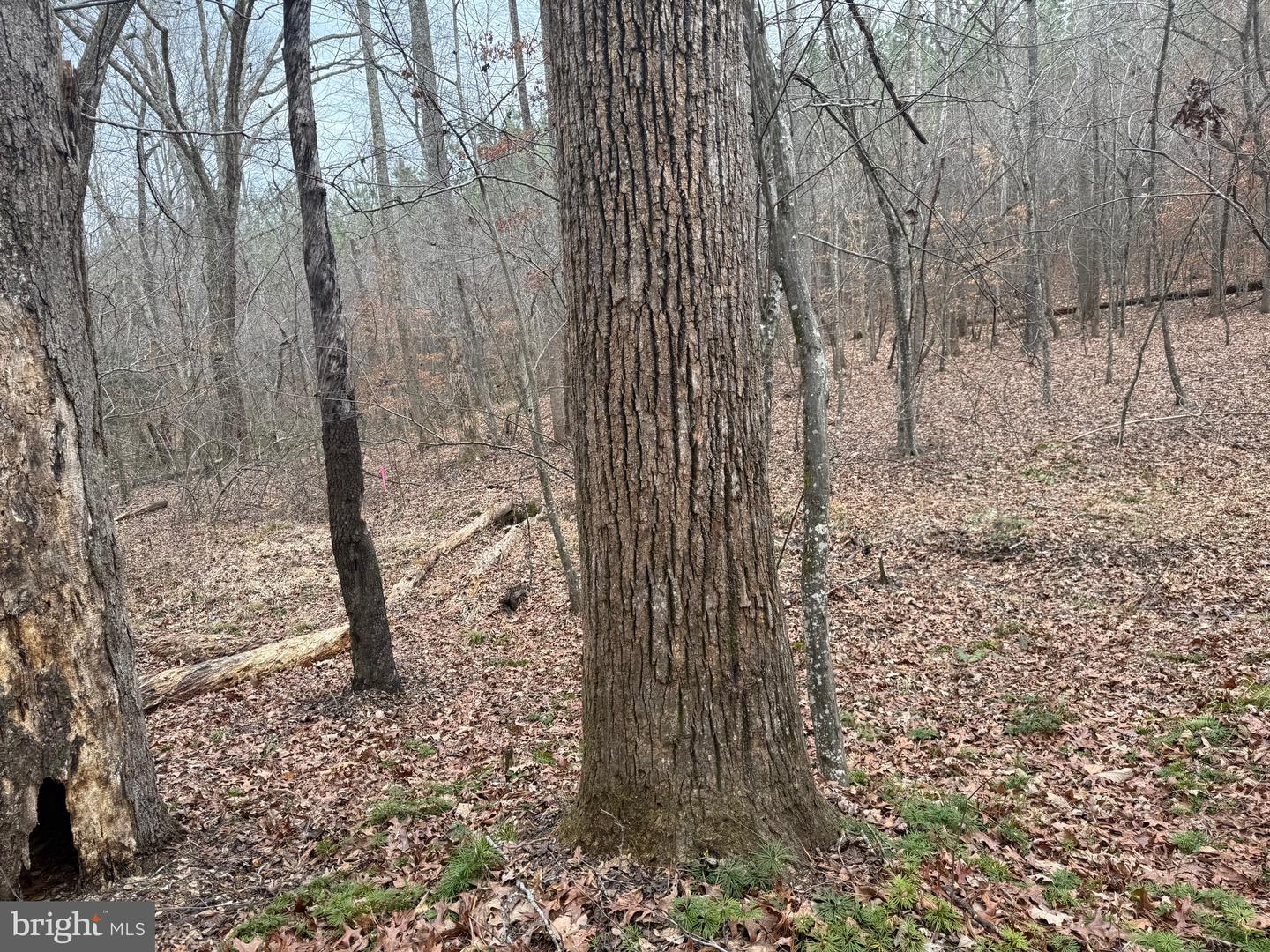 LOT C3 HARDWARE RD, ARVONIA, Virginia 23004, ,Land,For sale,LOT C3 HARDWARE RD,VABH2000254 MLS # VABH2000254 LOT C3 HARDWARE RD, ARVONIA, Virginia 23004, ,Land,For sale,LOT C3 HARDWARE RD,VABH2000254 MLS # VABH2000254