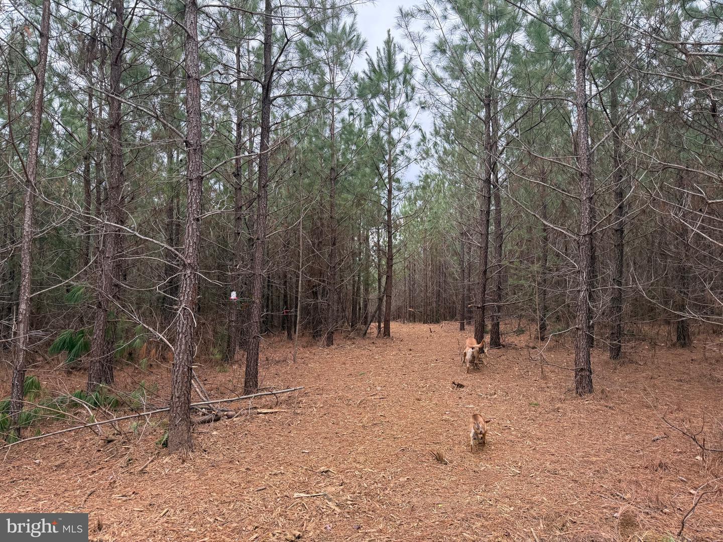 LOT C3 HARDWARE RD, ARVONIA, Virginia 23004, ,Land,For sale,LOT C3 HARDWARE RD,VABH2000254 MLS # VABH2000254 LOT C3 HARDWARE RD, ARVONIA, Virginia 23004, ,Land,For sale,LOT C3 HARDWARE RD,VABH2000254 MLS # VABH2000254