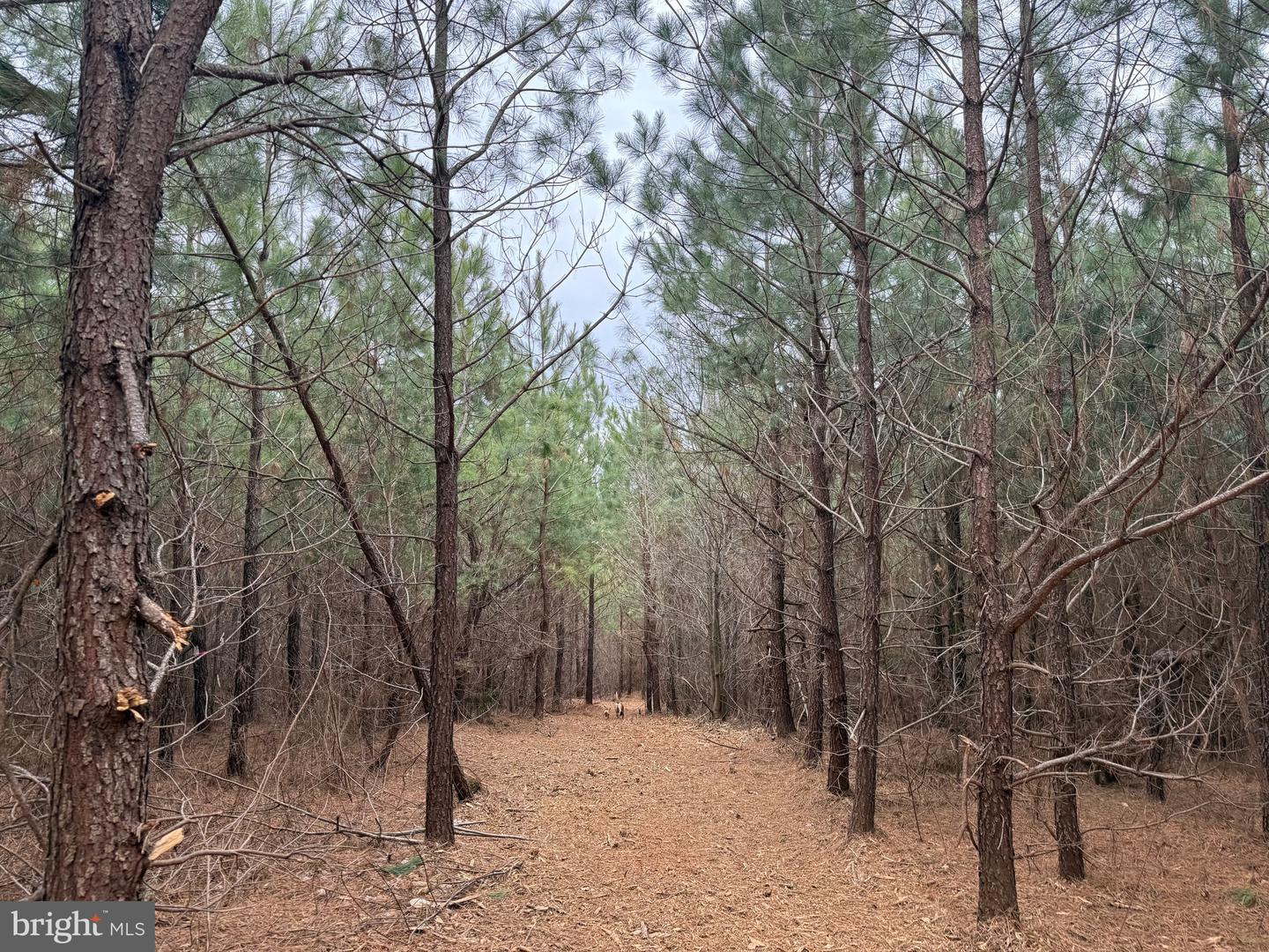 LOT C3 HARDWARE RD, ARVONIA, Virginia 23004, ,Land,For sale,LOT C3 HARDWARE RD,VABH2000254 MLS # VABH2000254 LOT C3 HARDWARE RD, ARVONIA, Virginia 23004, ,Land,For sale,LOT C3 HARDWARE RD,VABH2000254 MLS # VABH2000254