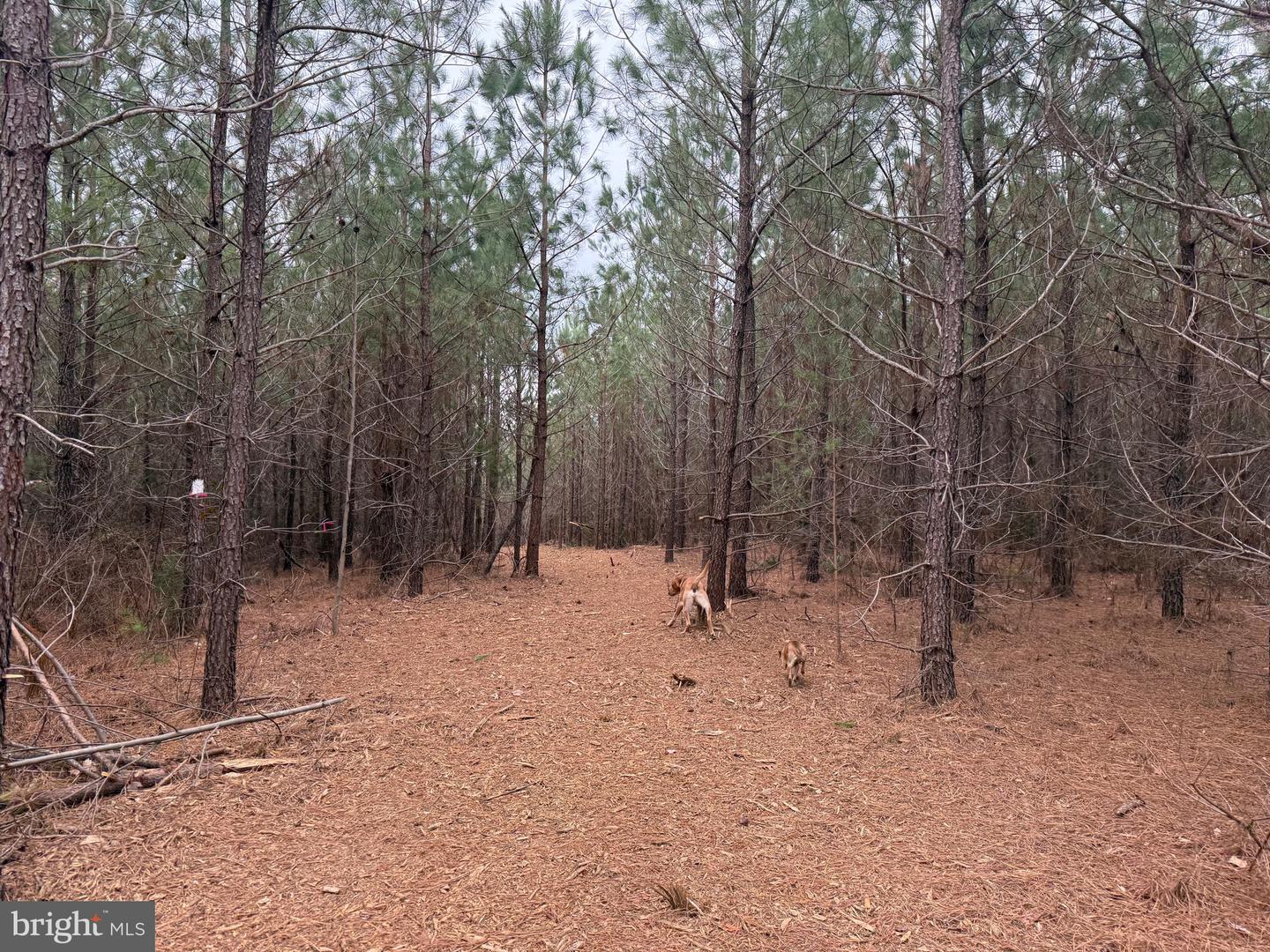 LOT C3 HARDWARE RD, ARVONIA, Virginia 23004, ,Land,For sale,LOT C3 HARDWARE RD,VABH2000254 MLS # VABH2000254 LOT C3 HARDWARE RD, ARVONIA, Virginia 23004, ,Land,For sale,LOT C3 HARDWARE RD,VABH2000254 MLS # VABH2000254