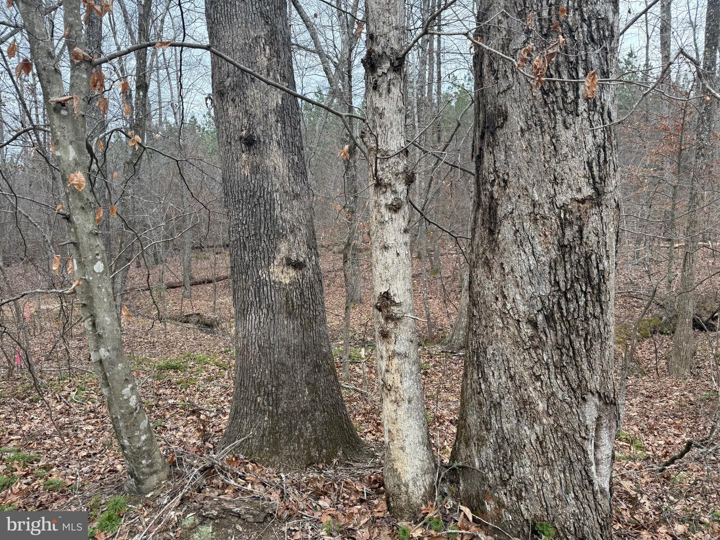 LOT C3 HARDWARE RD, ARVONIA, Virginia 23004, ,Land,For sale,LOT C3 HARDWARE RD,VABH2000254 MLS # VABH2000254 LOT C3 HARDWARE RD, ARVONIA, Virginia 23004, ,Land,For sale,LOT C3 HARDWARE RD,VABH2000254 MLS # VABH2000254