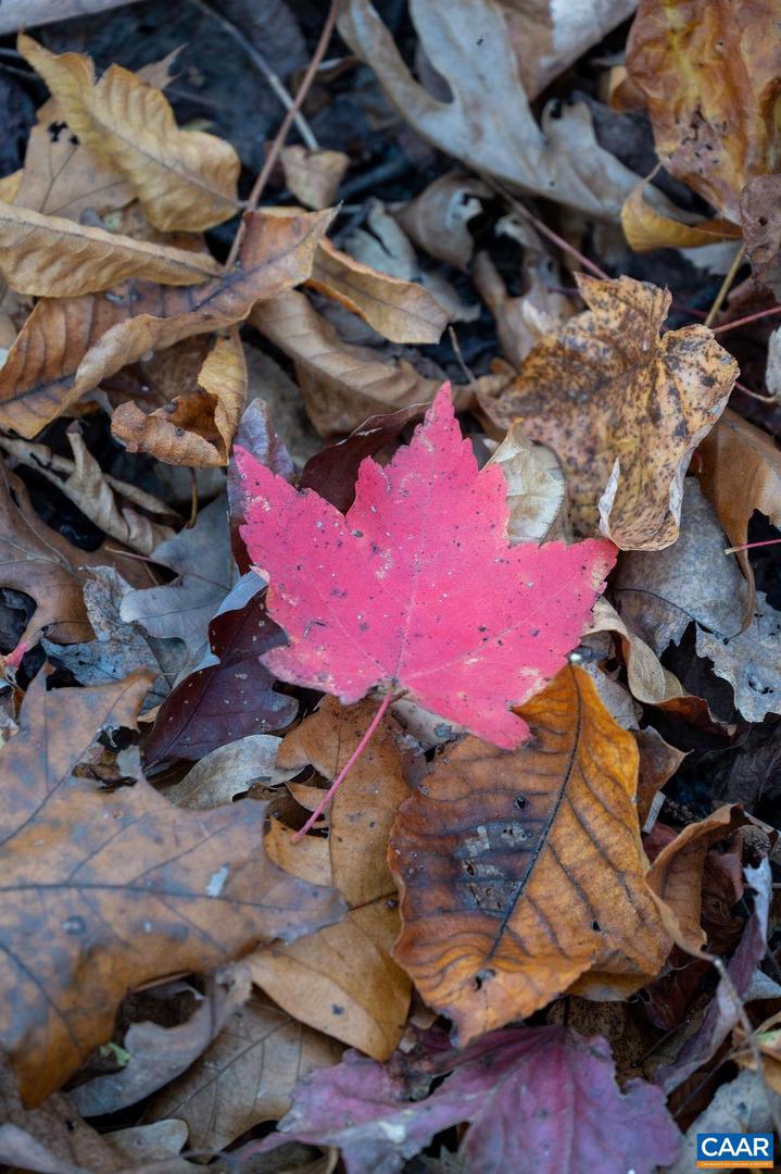 TBD RED HILL RD, CHARLOTTESVILLE, Virginia 22903, ,Land,For sale,TBD RED HILL RD,671146 MLS # 671146