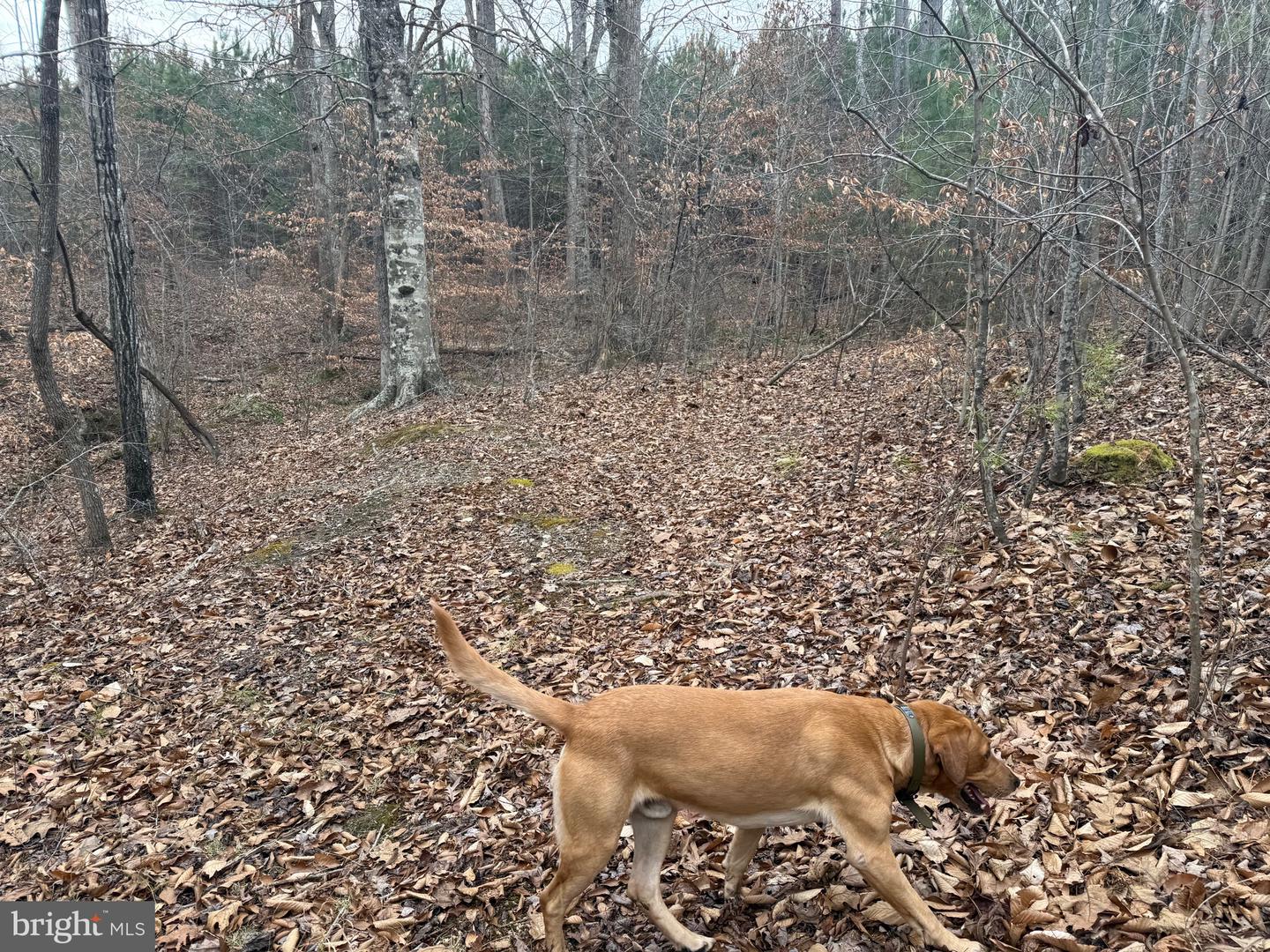 LOT 1 HARDWARE RD, ARVONIA, Virginia 23004, ,Land,For sale,LOT 1 HARDWARE RD,VABH2000258 MLS # VABH2000258