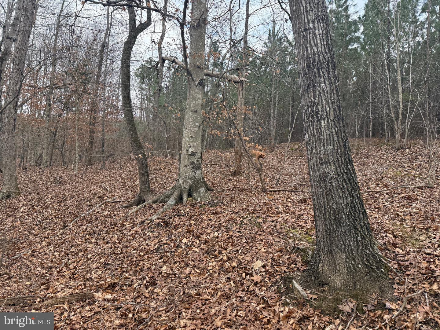 LOT 1 HARDWARE RD, ARVONIA, Virginia 23004, ,Land,For sale,LOT 1 HARDWARE RD,VABH2000258 MLS # VABH2000258