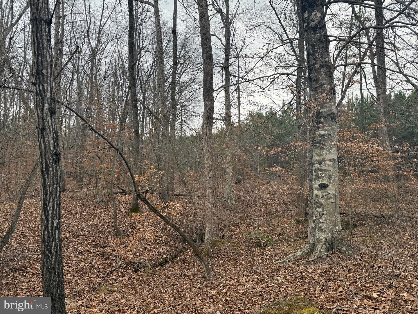 LOT 2 HARDWARE RD, ARVONIA, Virginia 23004, ,Land,For sale,LOT 2 HARDWARE RD,VABH2000260 MLS # VABH2000260 LOT 2 HARDWARE RD, ARVONIA, Virginia 23004, ,Land,For sale,LOT 2 HARDWARE RD,VABH2000260 MLS # VABH2000260