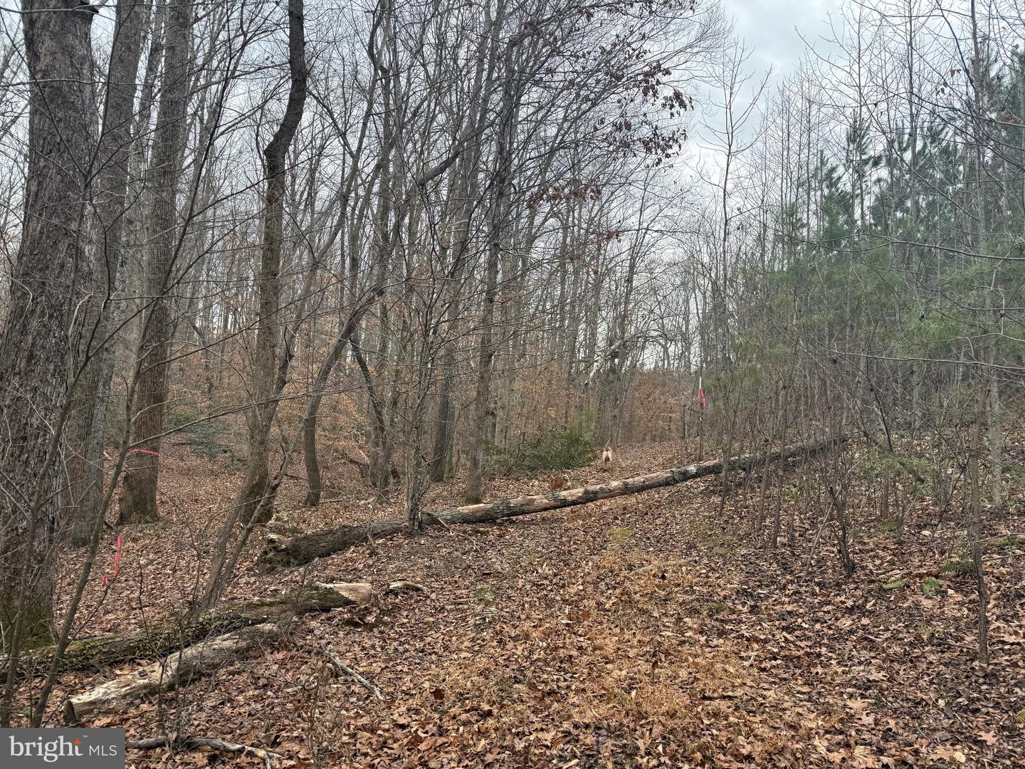 LOT 2 HARDWARE RD, ARVONIA, Virginia 23004, ,Land,For sale,LOT 2 HARDWARE RD,VABH2000260 MLS # VABH2000260 LOT 2 HARDWARE RD, ARVONIA, Virginia 23004, ,Land,For sale,LOT 2 HARDWARE RD,VABH2000260 MLS # VABH2000260