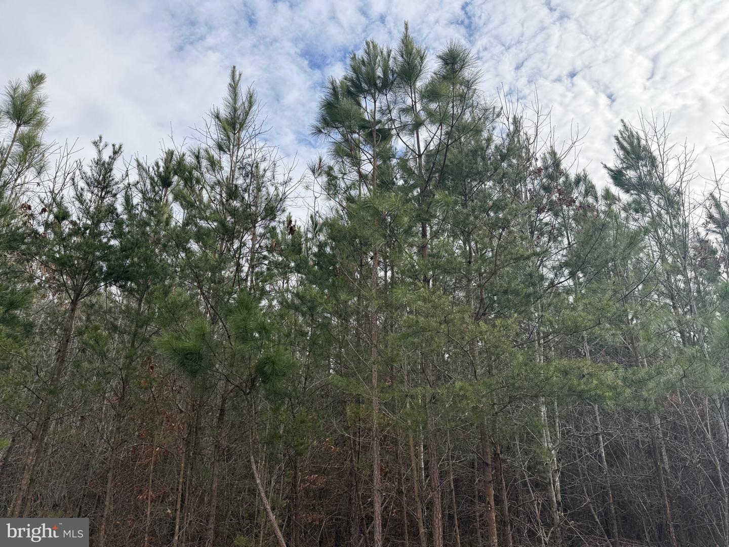 LOT 2 HARDWARE RD, ARVONIA, Virginia 23004, ,Land,For sale,LOT 2 HARDWARE RD,VABH2000260 MLS # VABH2000260 LOT 2 HARDWARE RD, ARVONIA, Virginia 23004, ,Land,For sale,LOT 2 HARDWARE RD,VABH2000260 MLS # VABH2000260